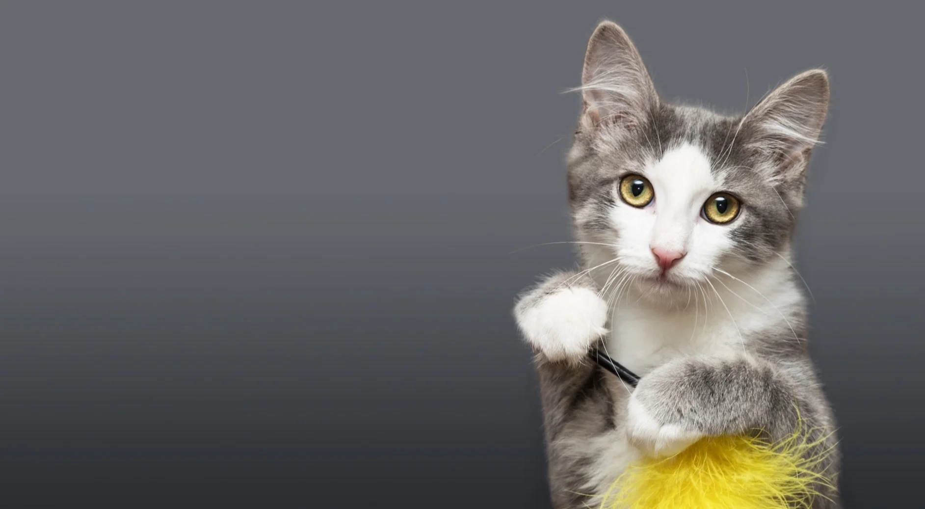 overland travel dog tote bag