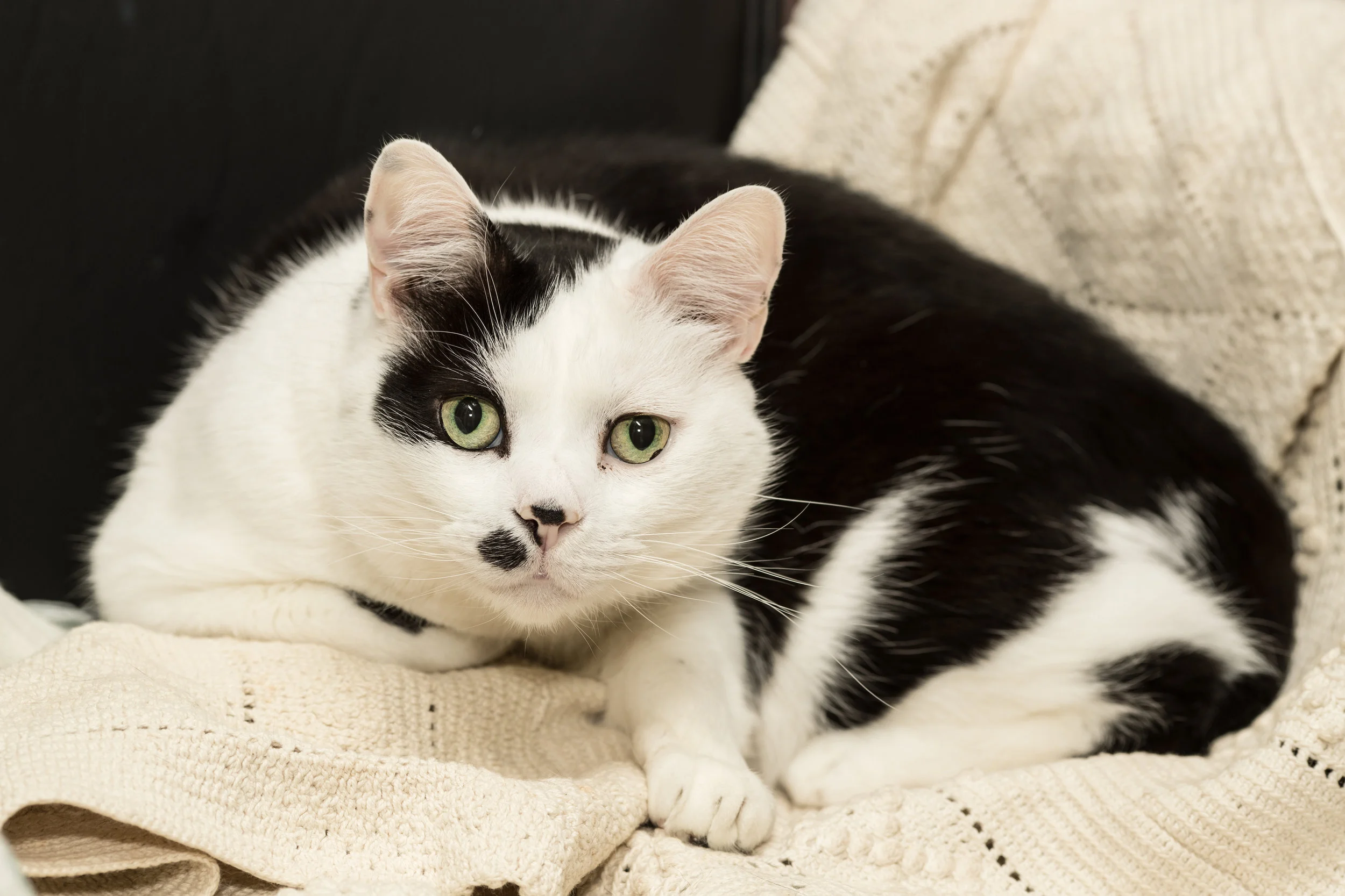 20170211_CATS_009.jpg