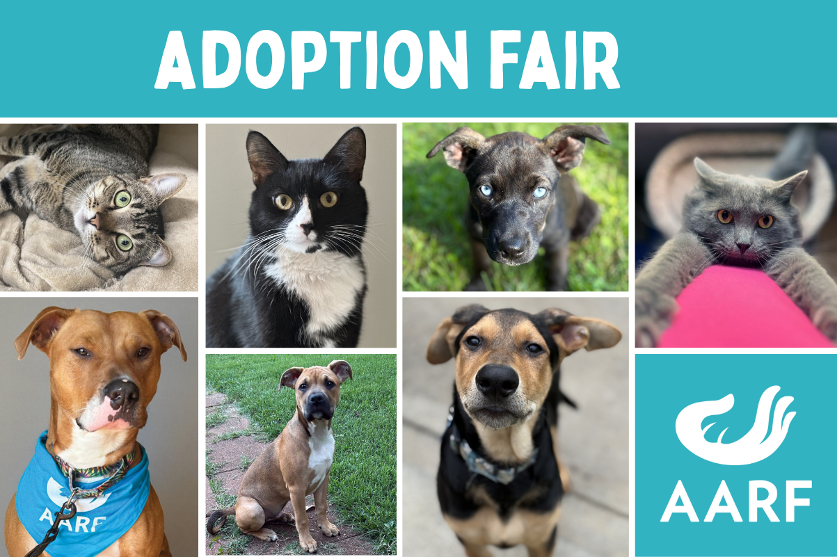 Adoption Fair