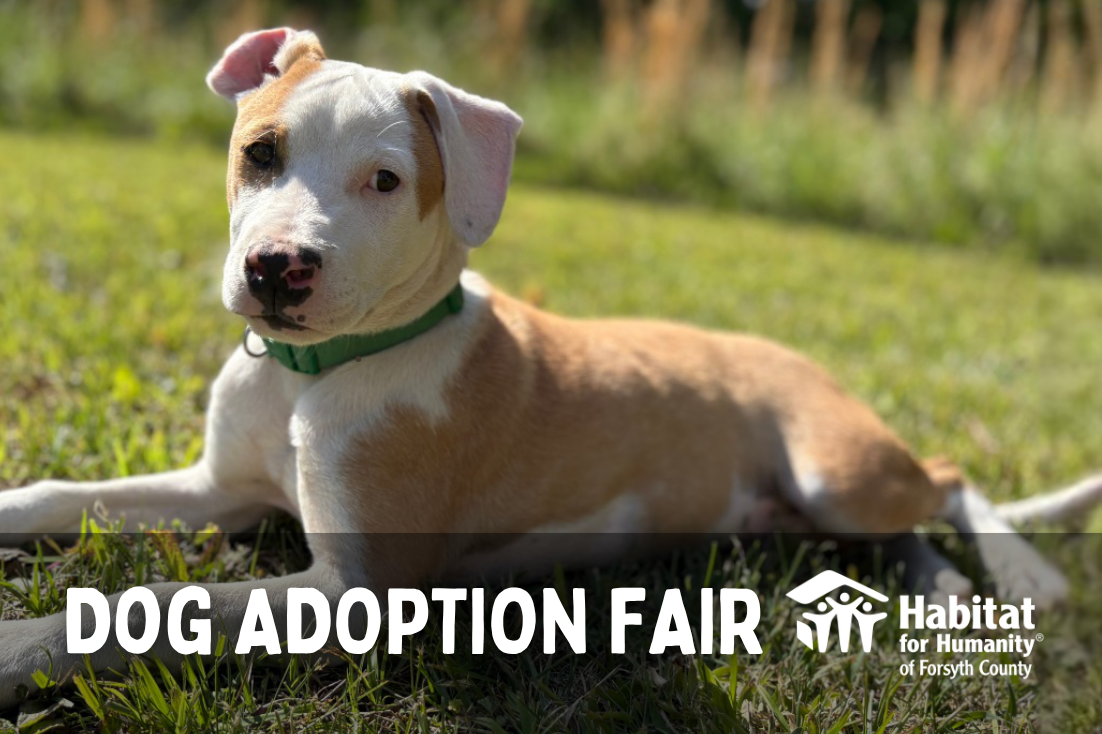 Adoption Fair at Habitat ReStore