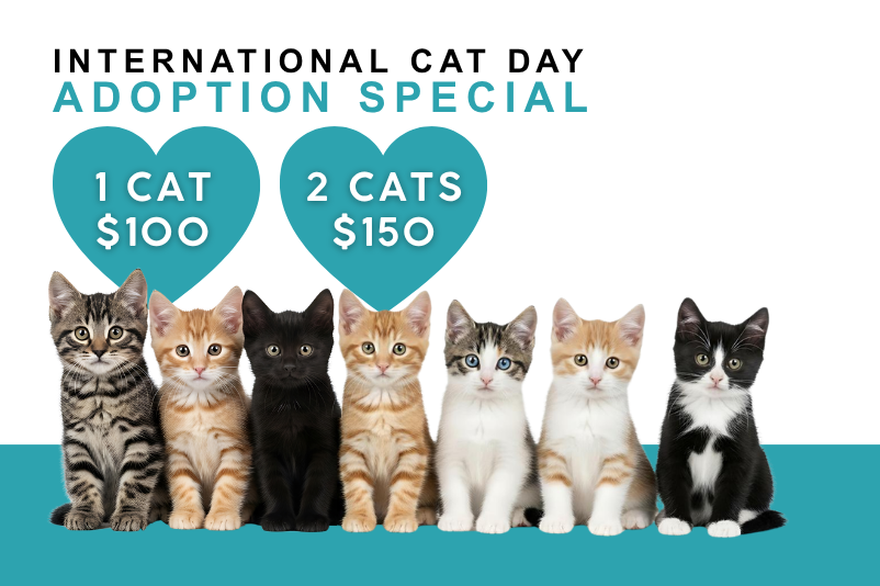 International Cat Day Adoption Special