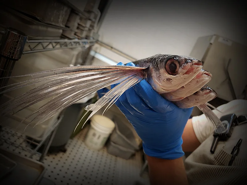 Tobiuo