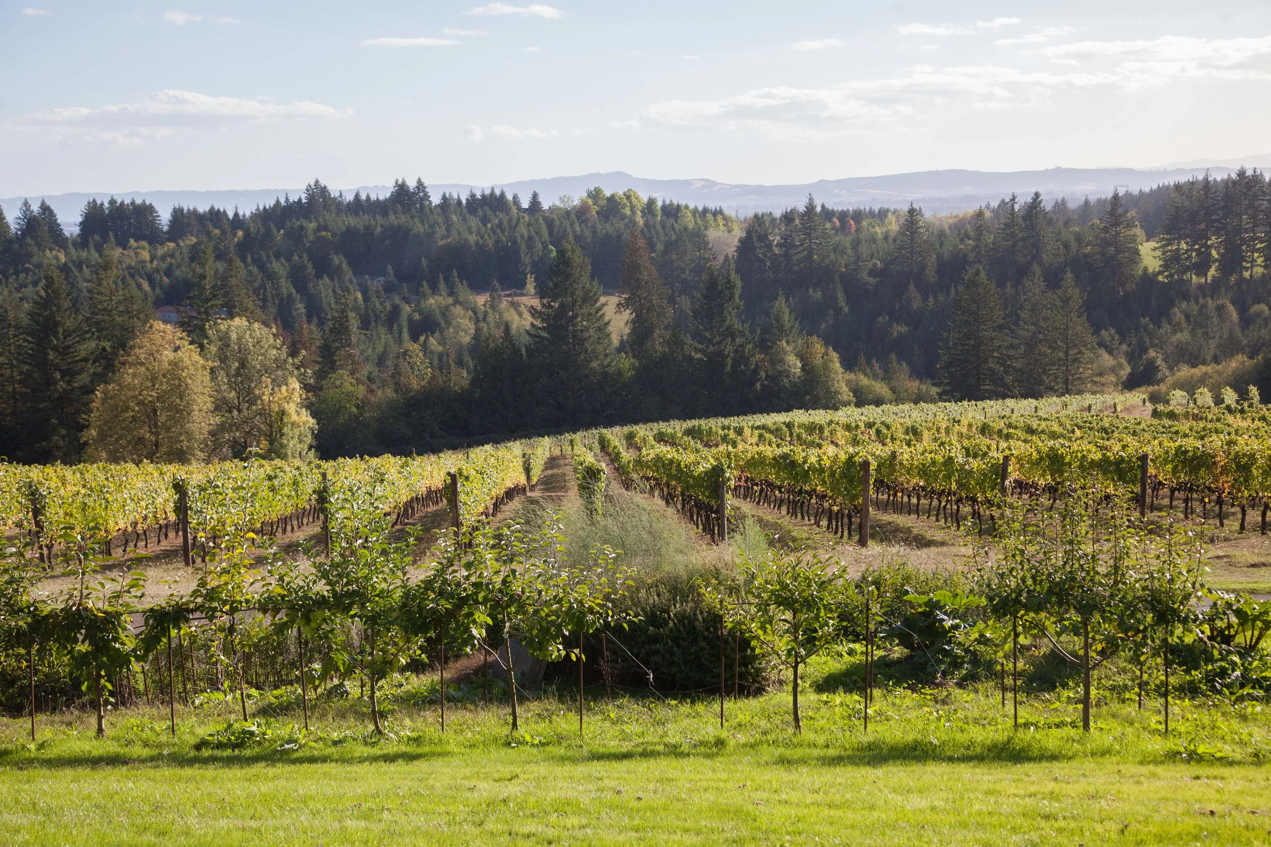 IMG_4459__Garden_Vineyards_JS.jpg