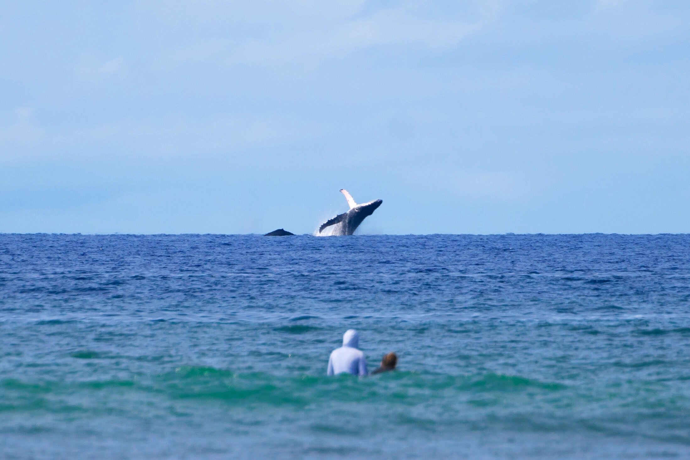Humpback Whales and Surfers