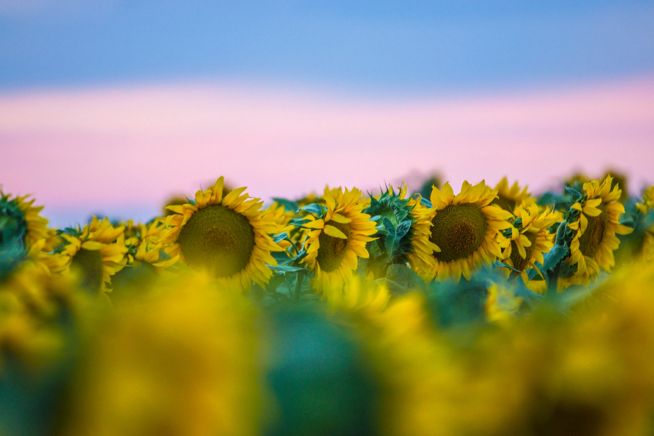 sunflowers '17 ©Rachael Zimmerman-07700.jpg