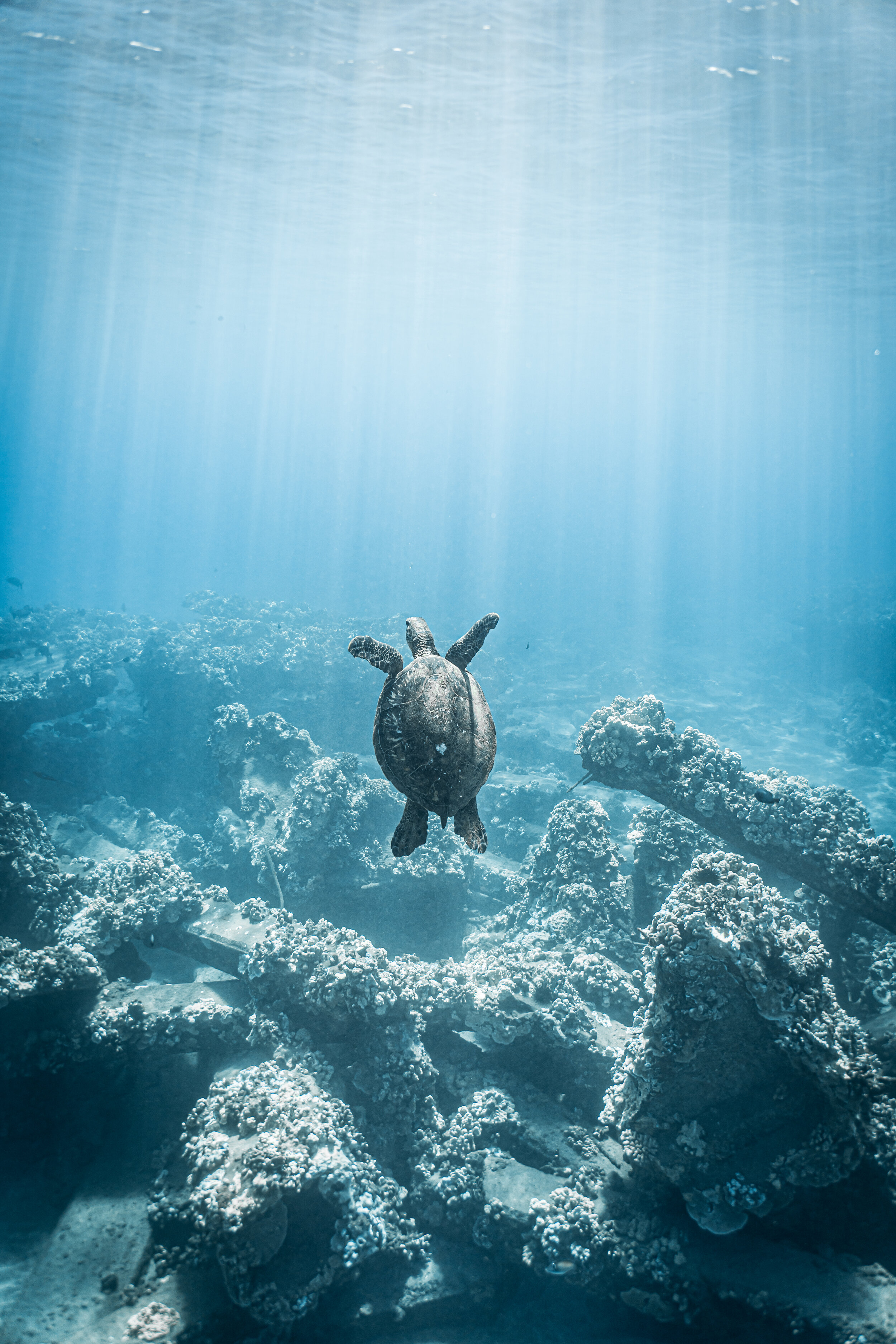 honu underwater '20 ©Rachael Zimmerman Photography-107050.jpg