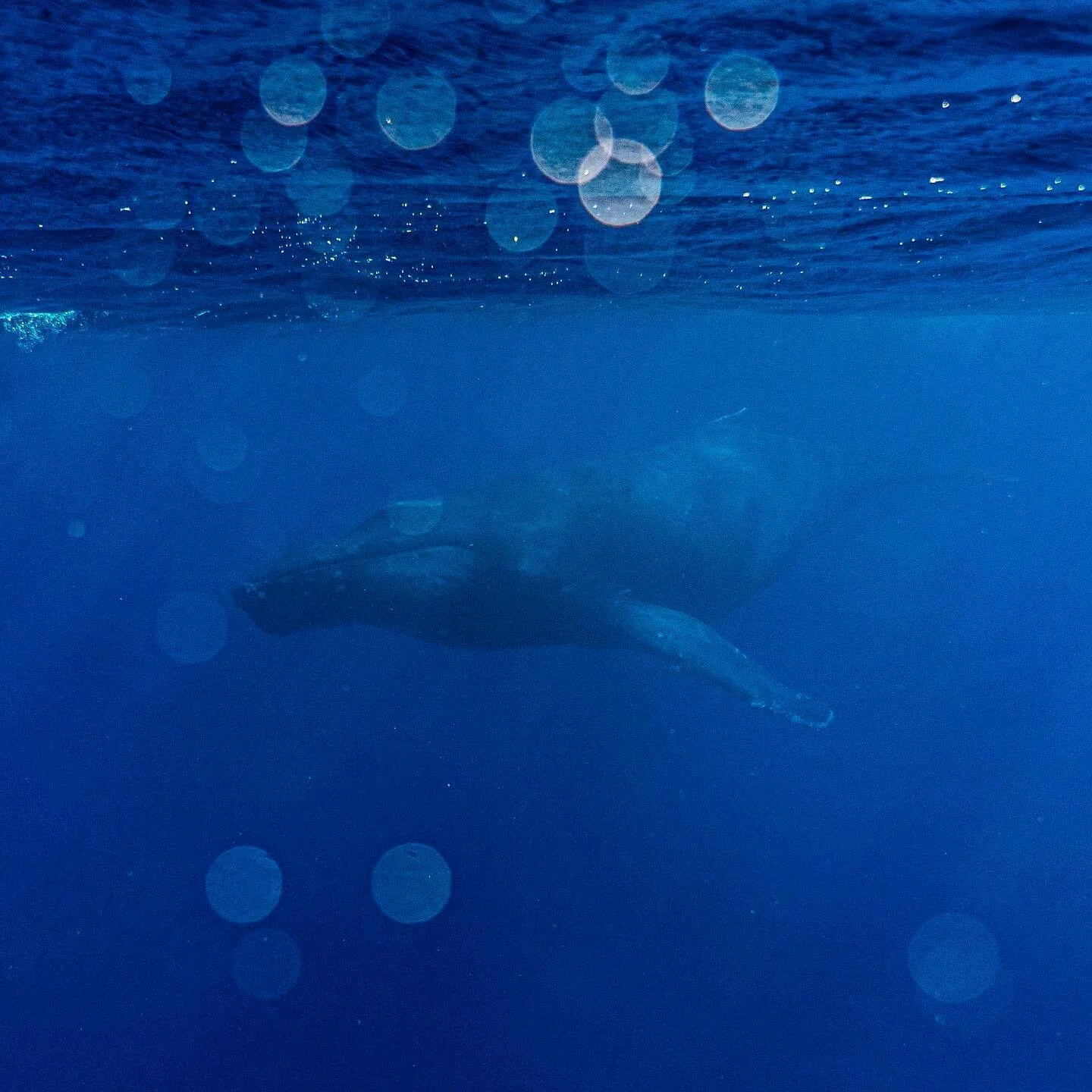 Whale it&rsquo;s been real, cya next winter 🐋 #mauilife