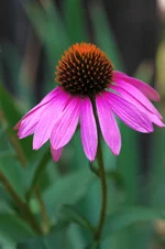 Echinacea_small.jpg