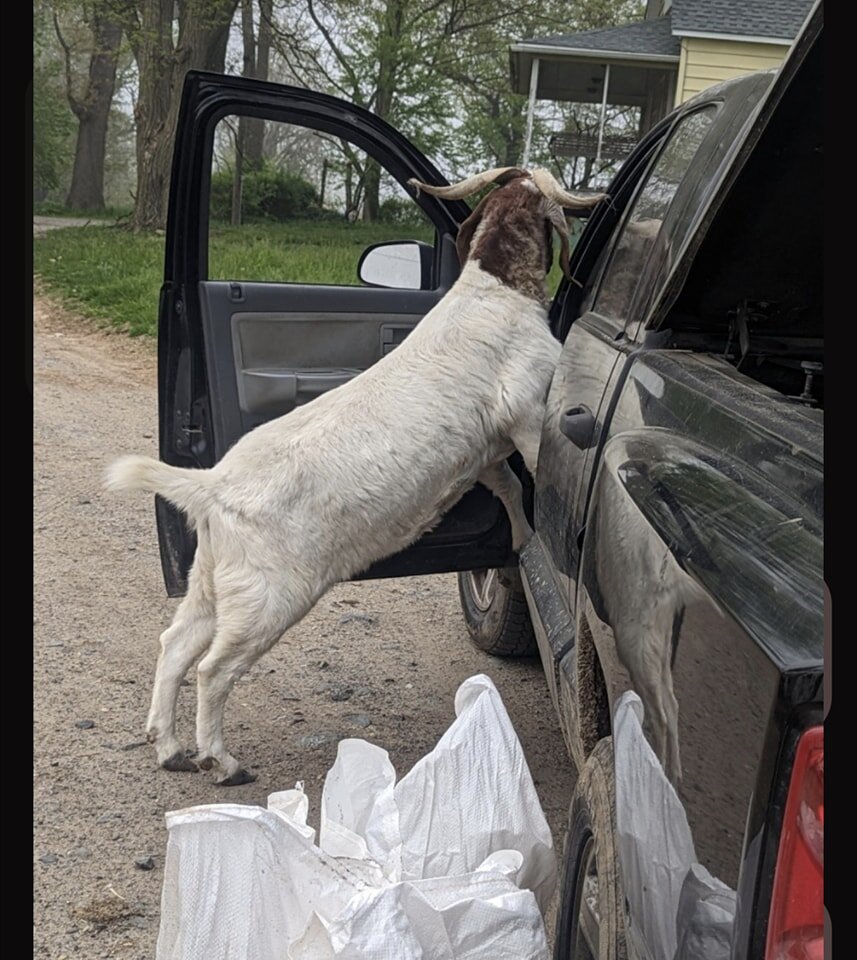 Marty wants to go for a drive!