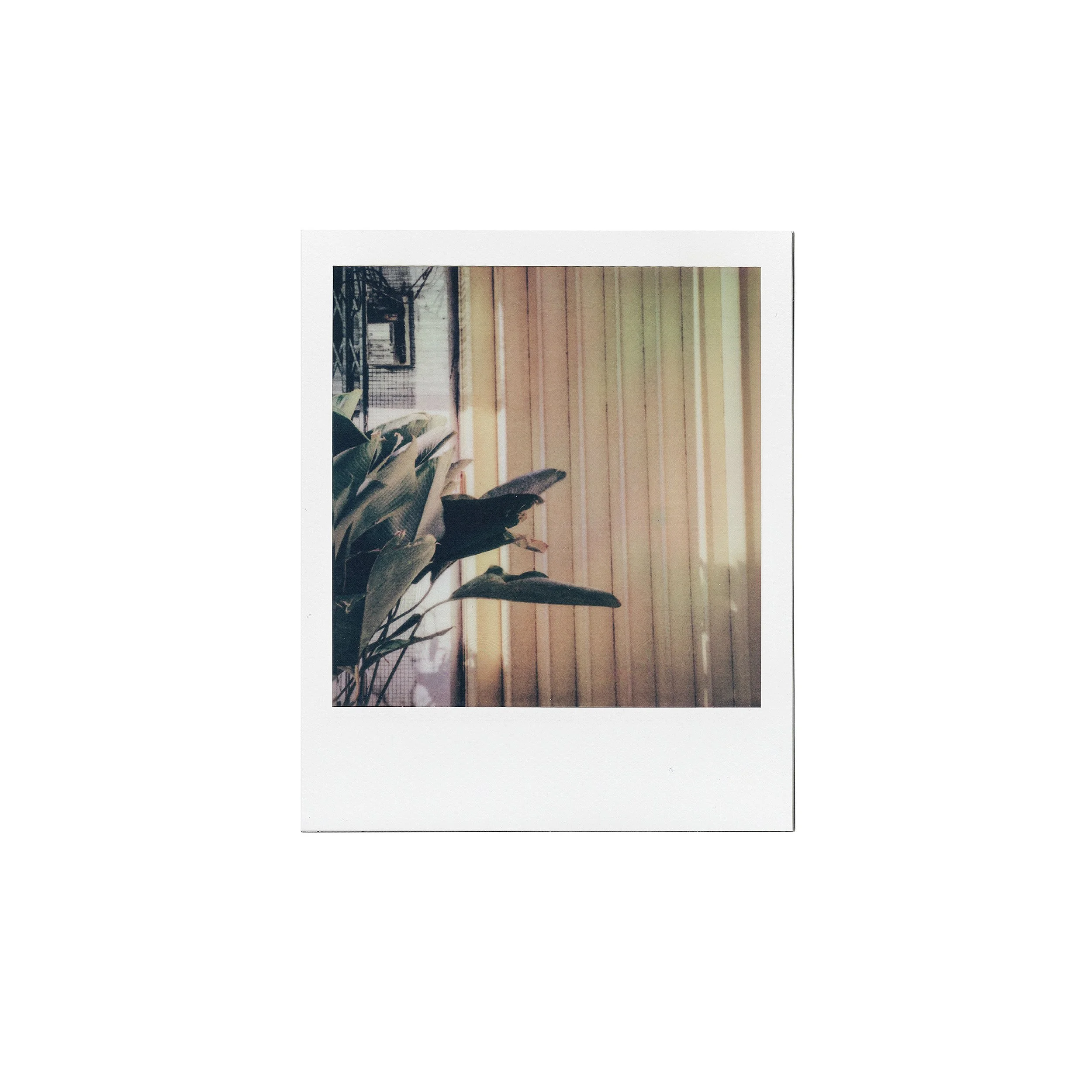 Store Shutters.jpg