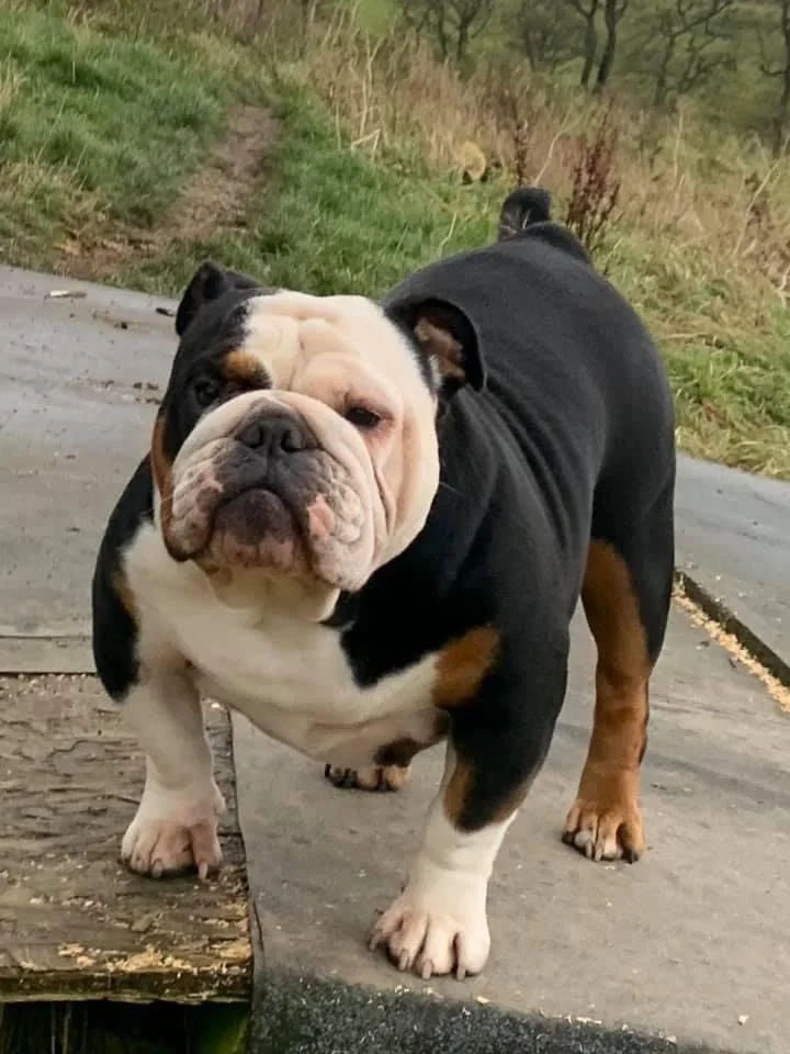 Kennels — Longford Chase Boarding Kennels & Cattery