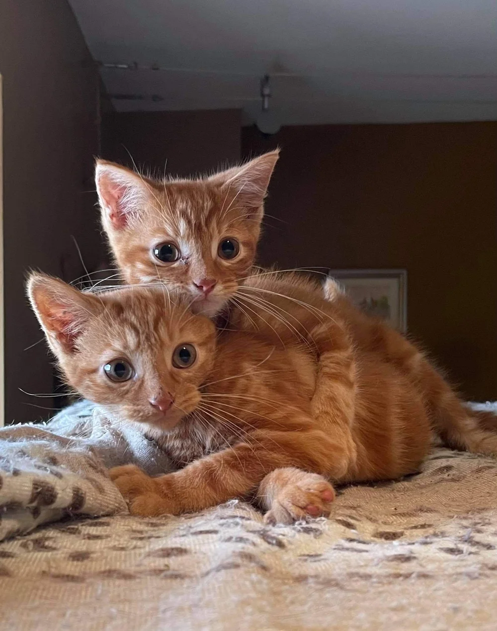 Cattery — Longford Chase Boarding Kennels & Cattery