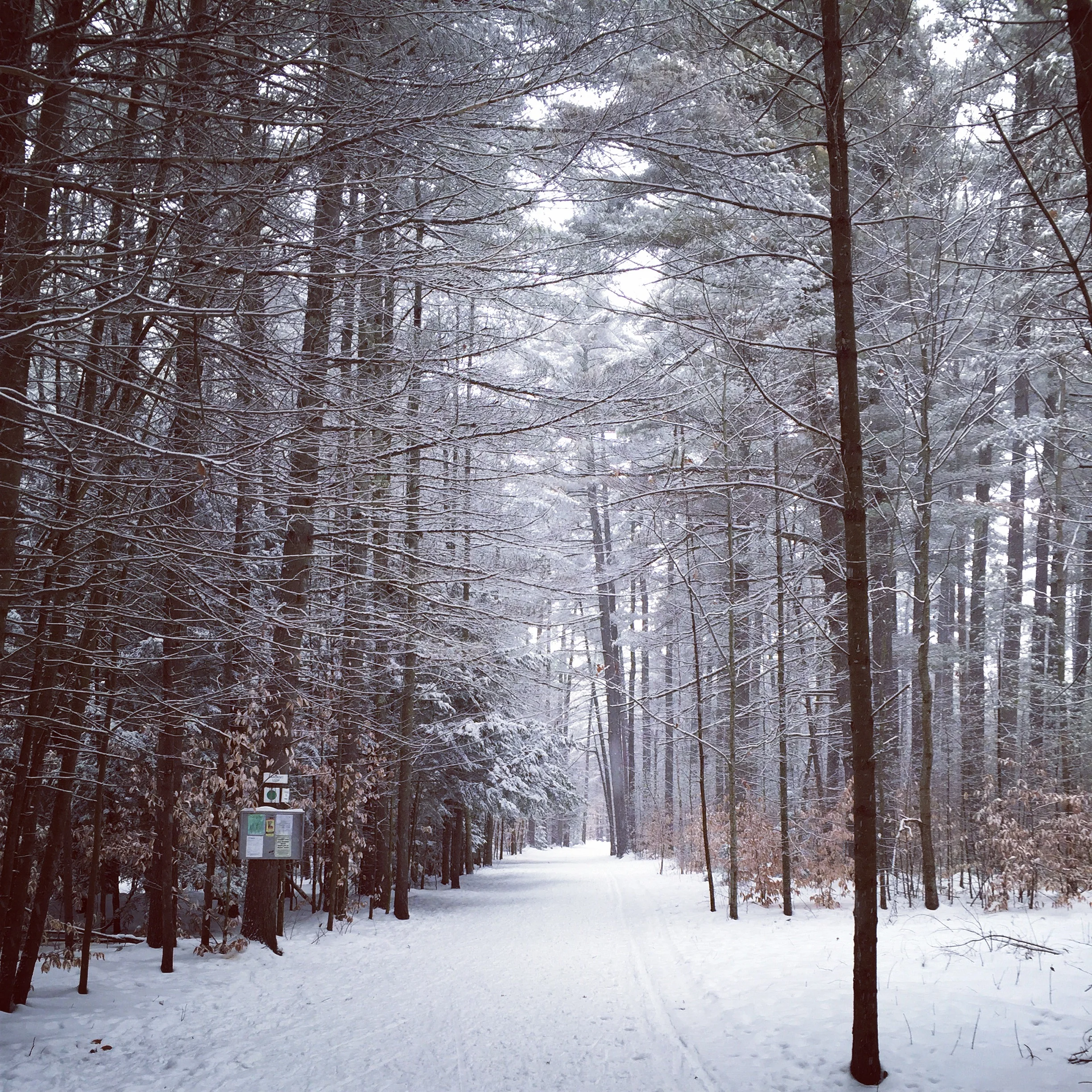 snowshoe running in the woods