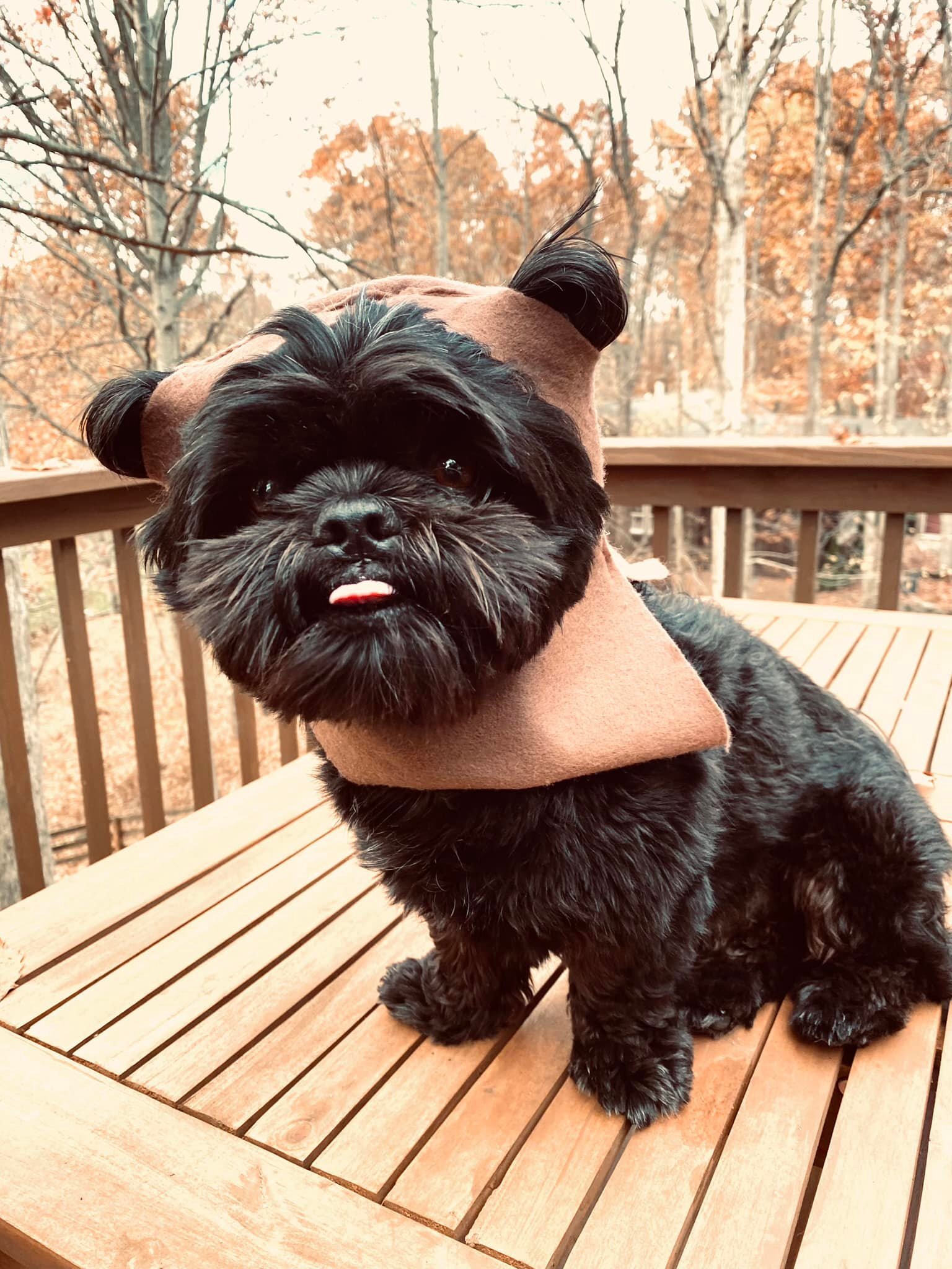 This sweet little Ewok got 3rd place in the neighborhood Halloween costume contest.🥉🖤🤎