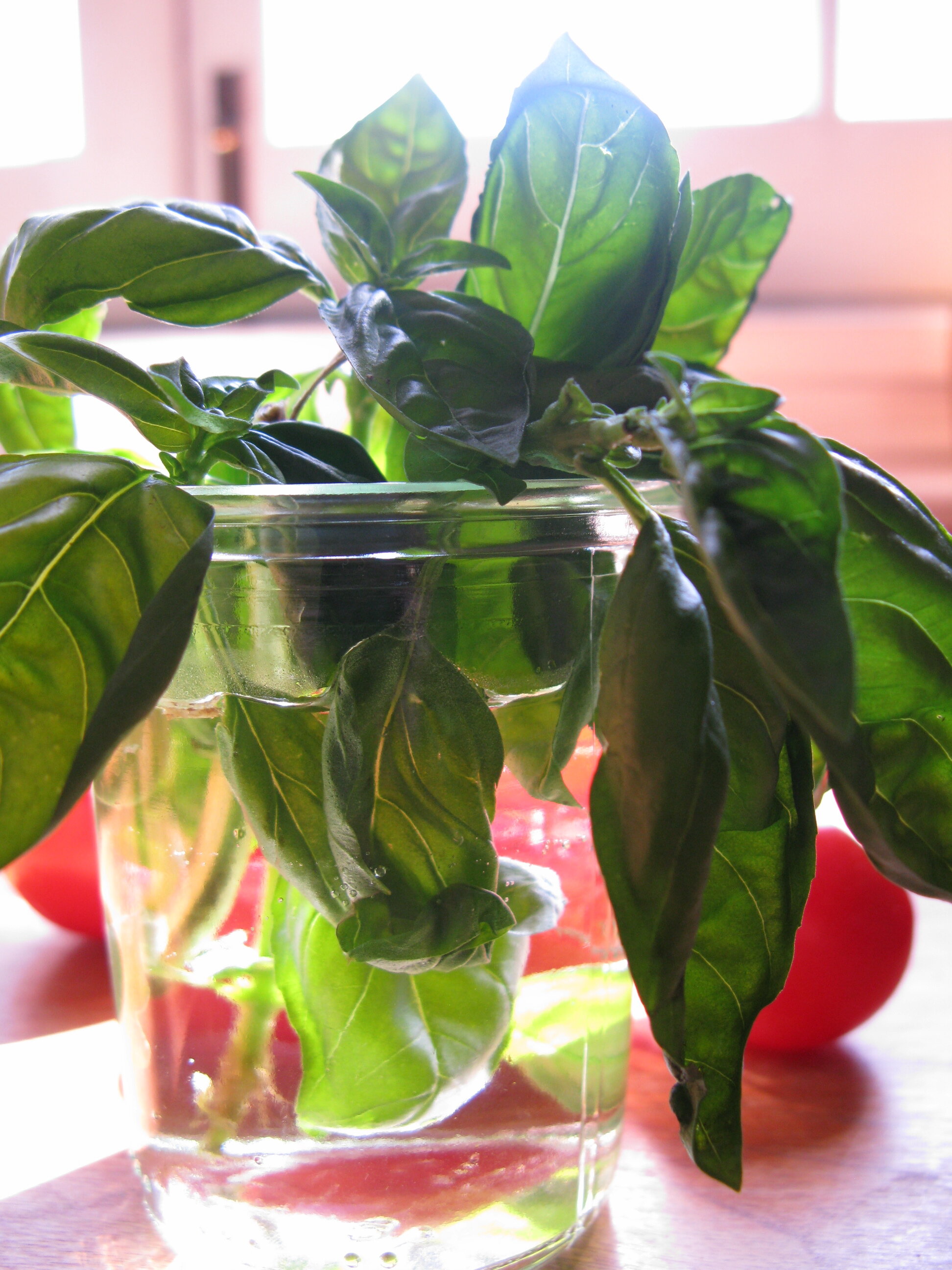 basil and tomato.JPG