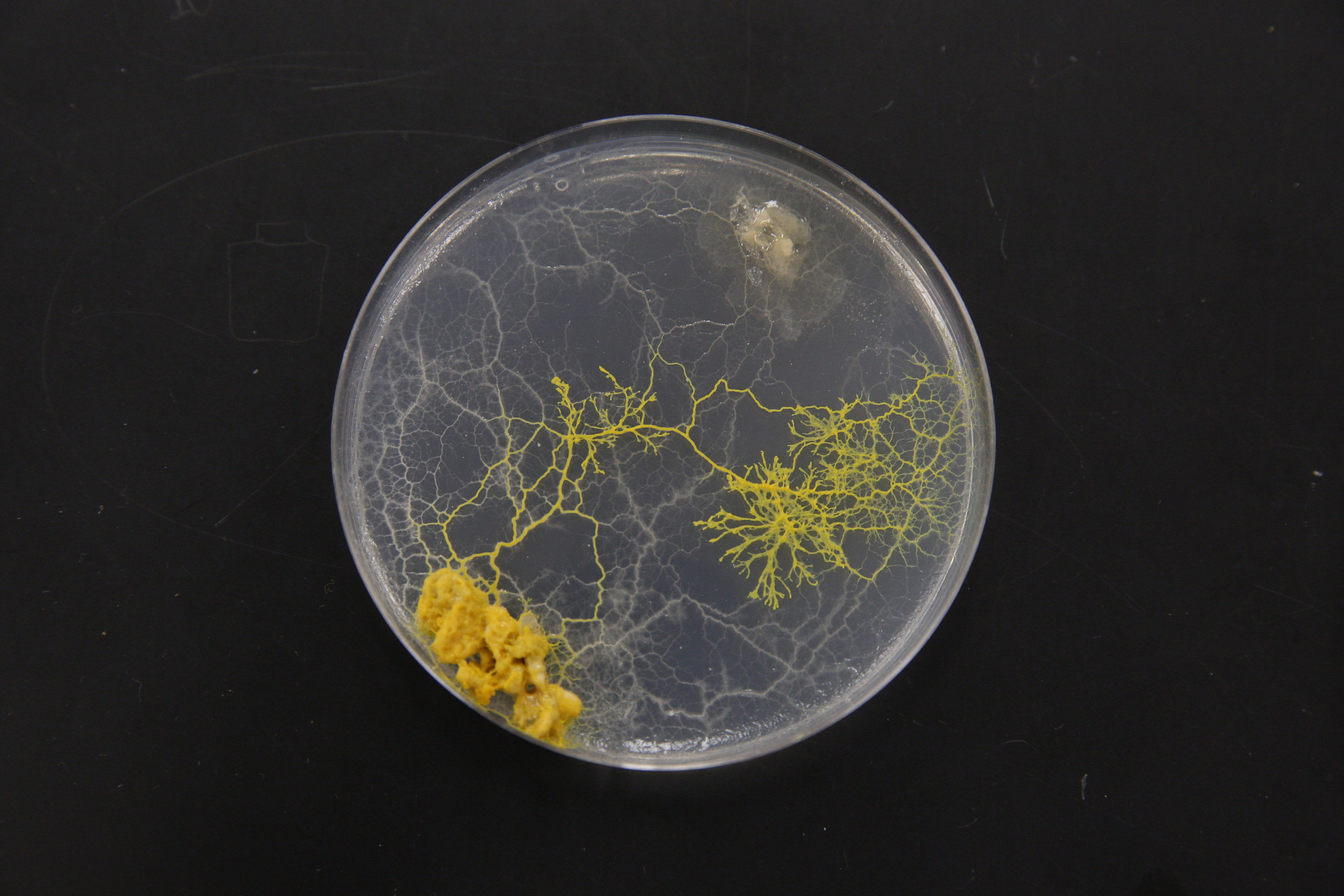 slime.mold.scholars.hart.jpg
