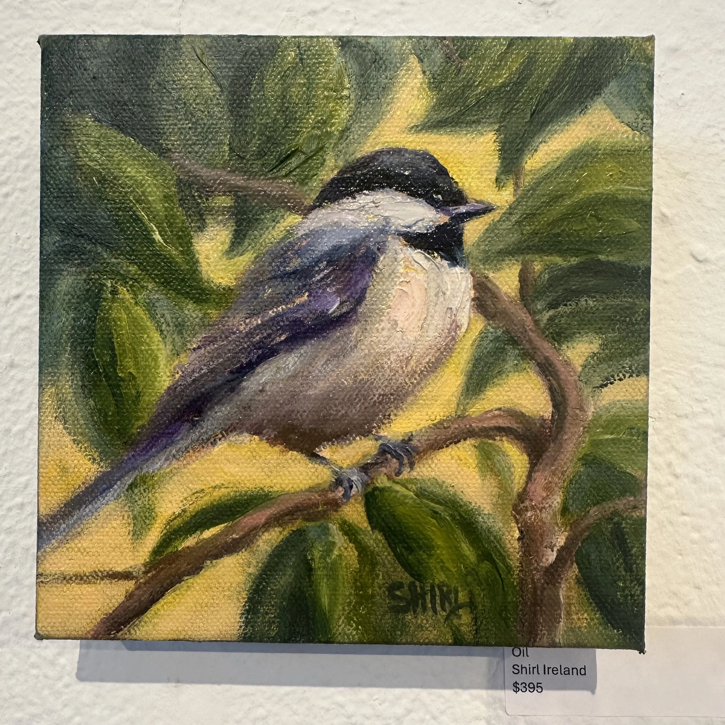 Shirl Ireland - Chickadee - Oil - $396