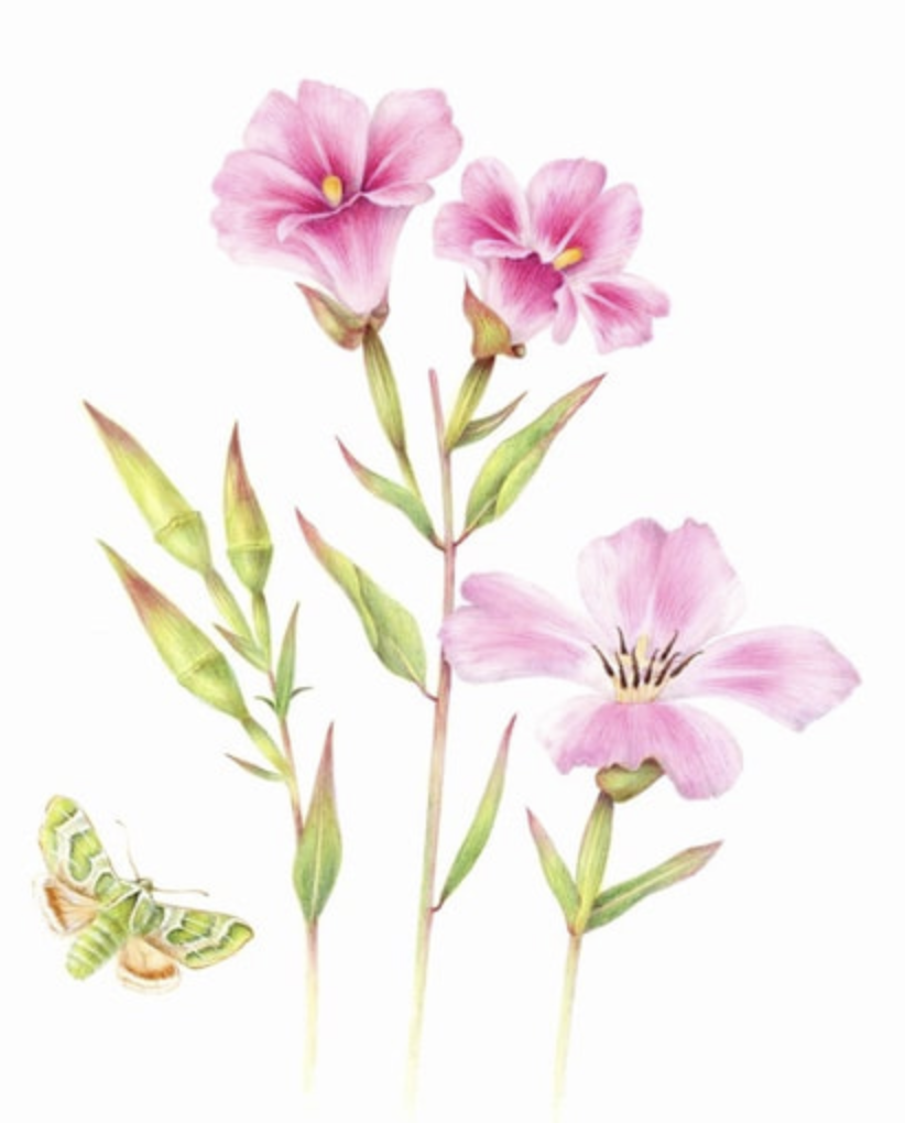 BOTANICAL // ABSTRACTION