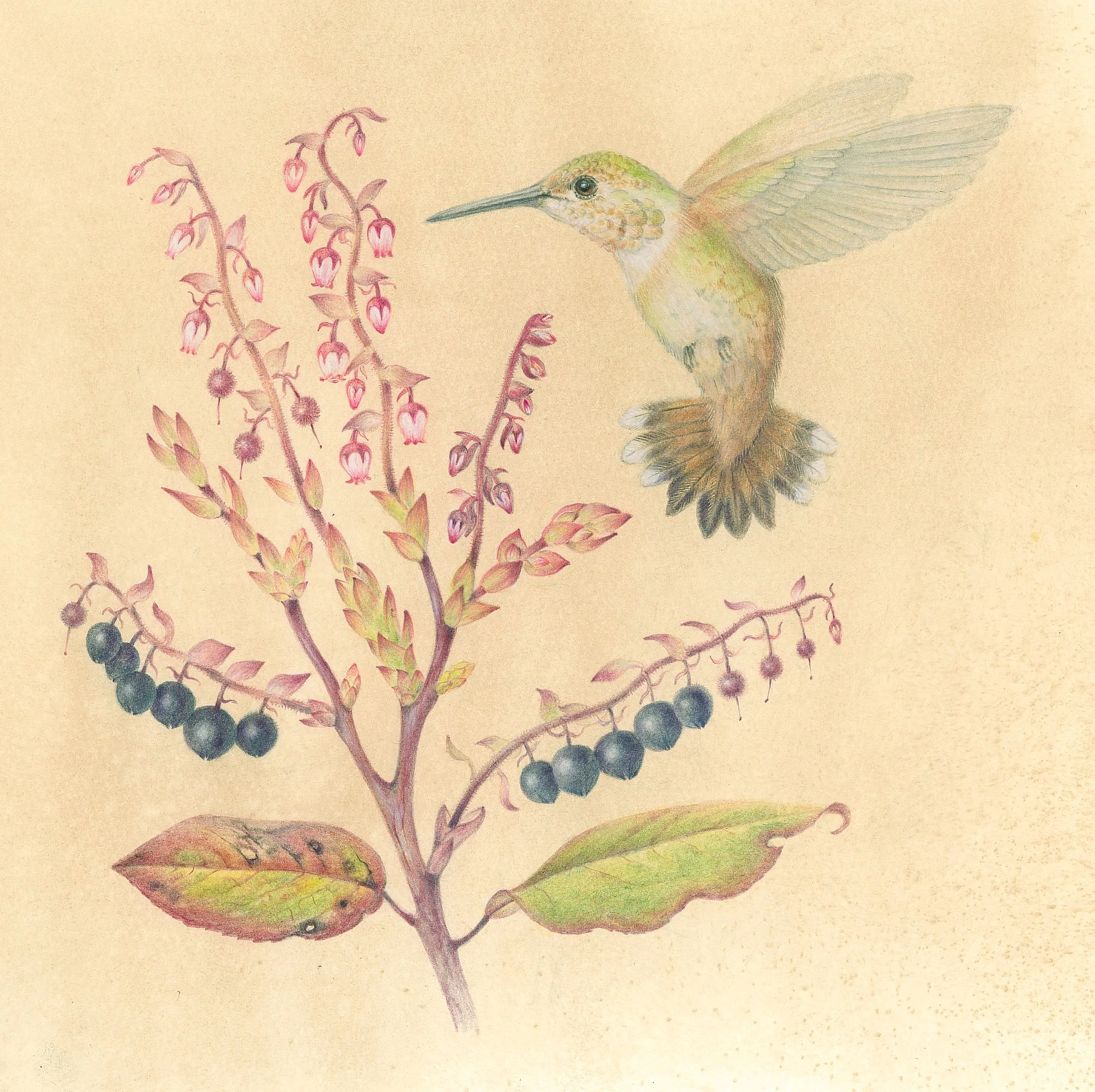 BOTANICAL // ABSTRACTION