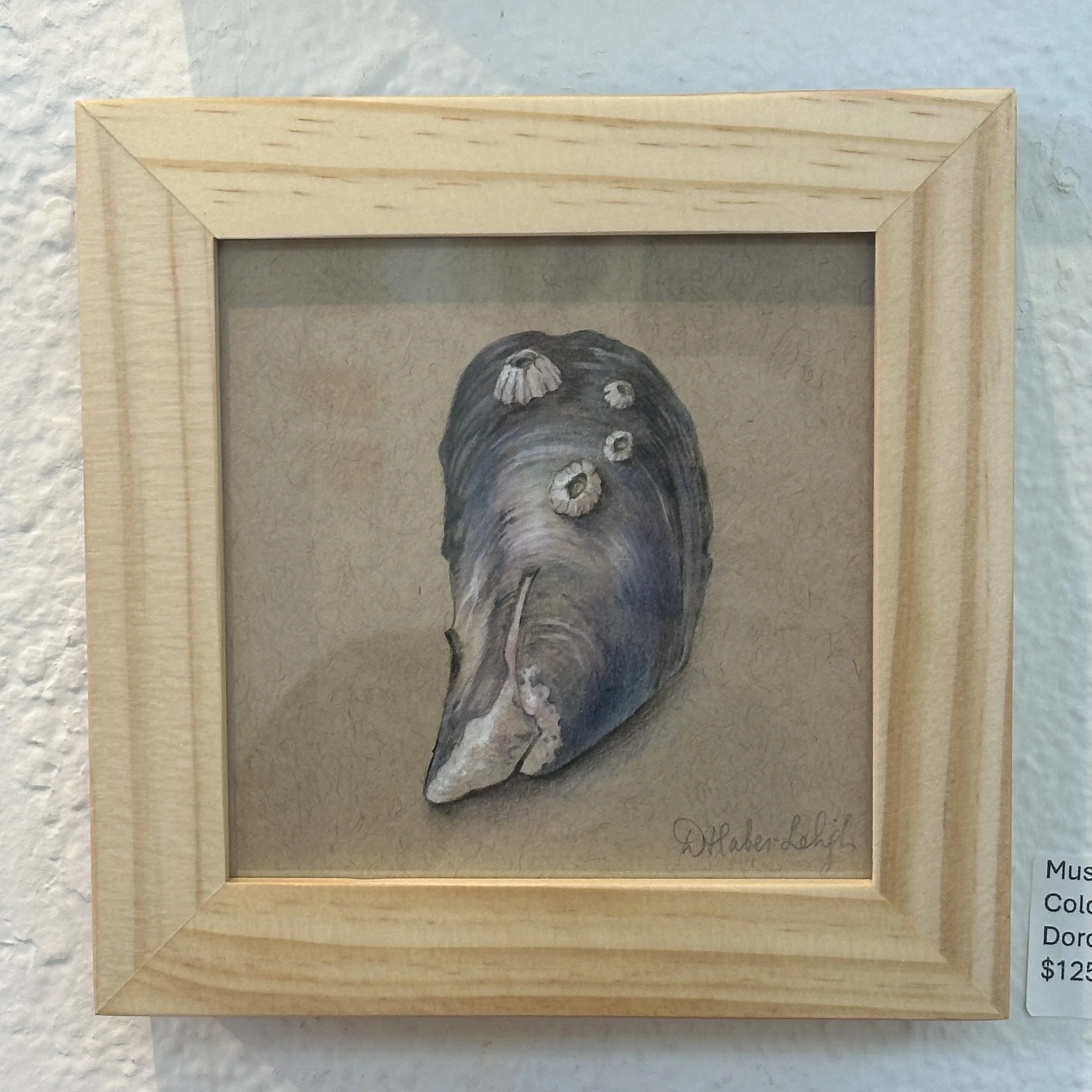 Dorota Haber - Lehigh - Mussel Shell - Color Pencil - $125