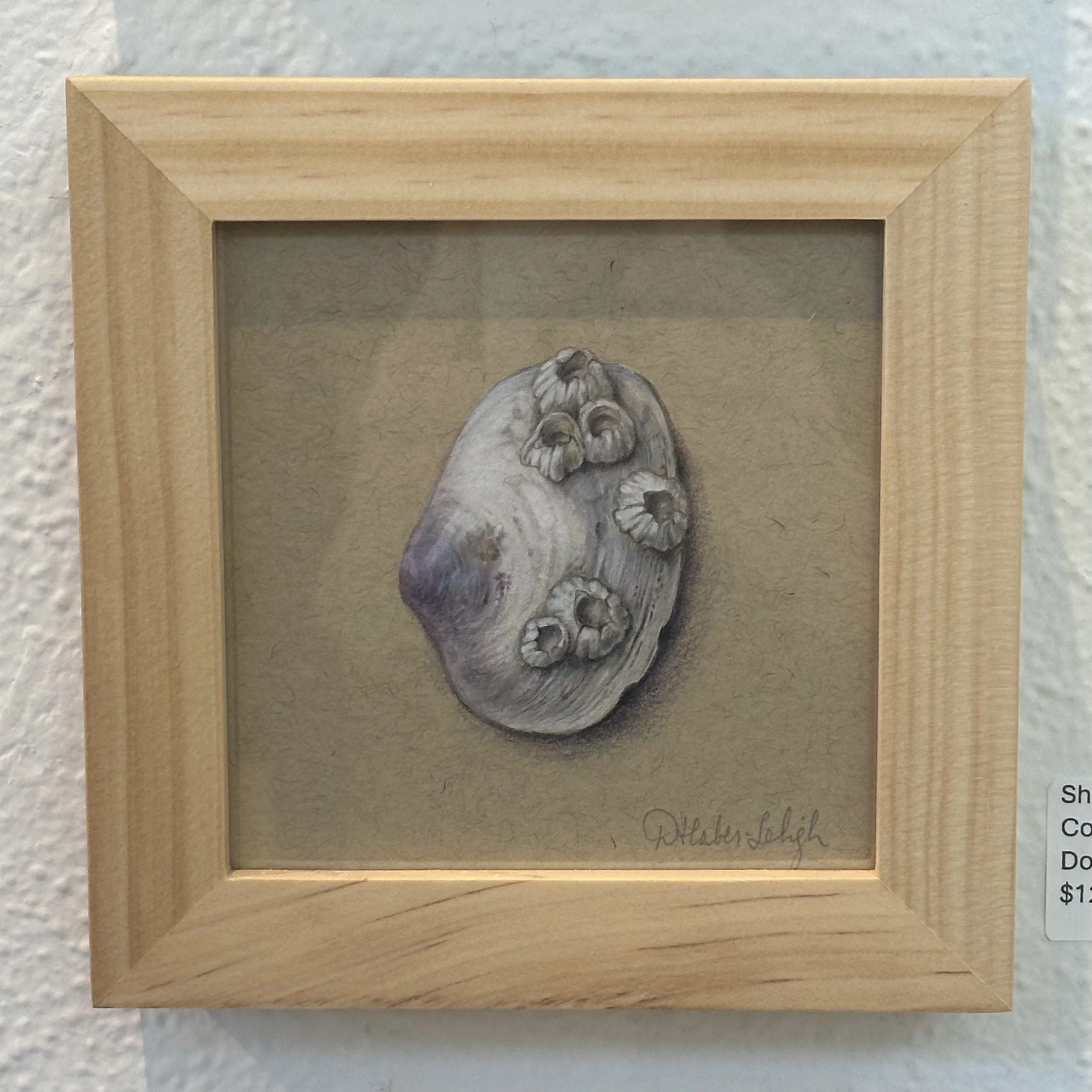 Dorota Haber - Lehigh - Shell Fish with Barnacles - Color Pencil - $125