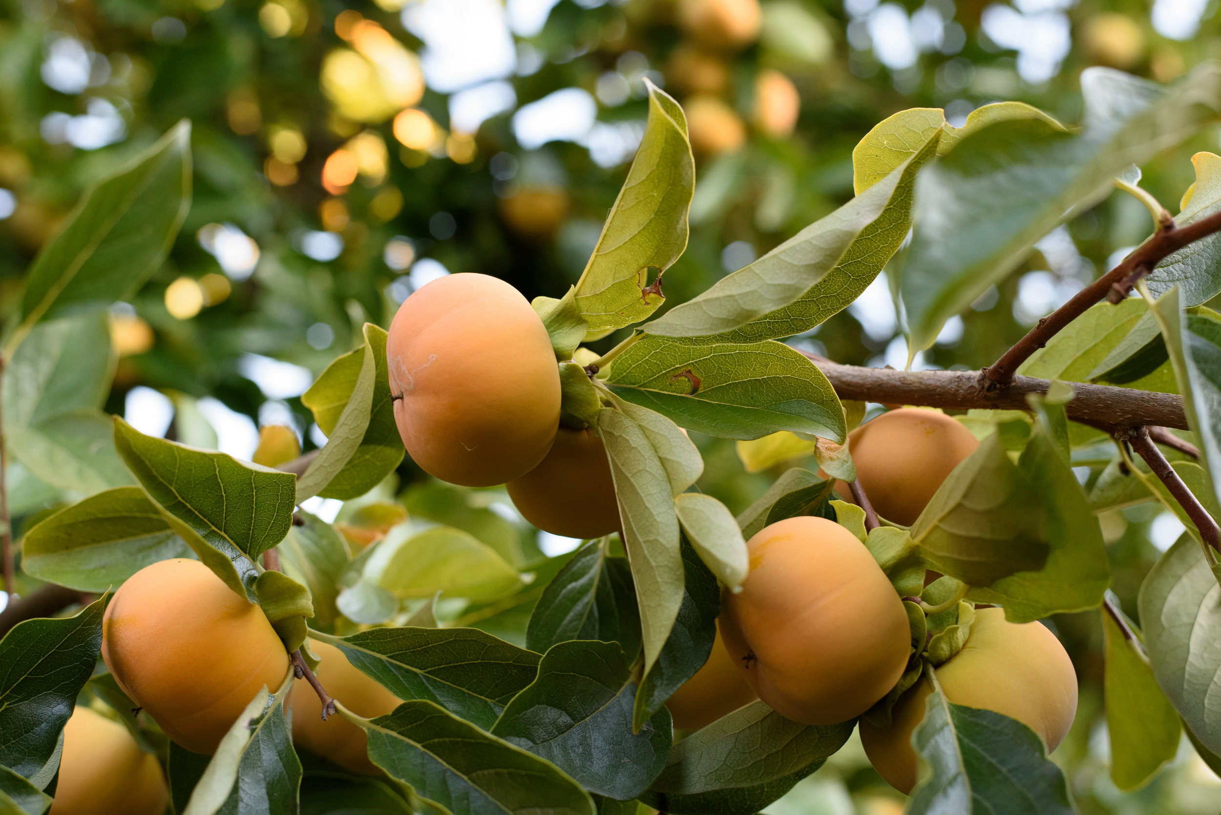 تقليم أشجار الفاكهة في بورتلاند أوريغون