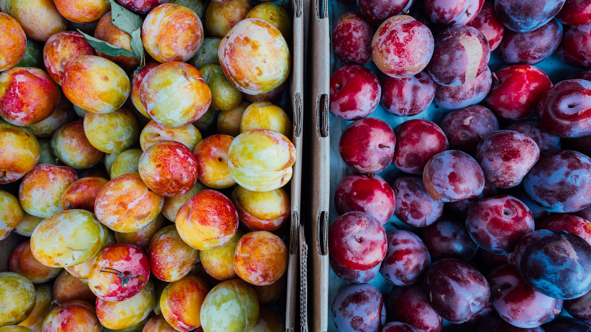 Three times during the harvest season, the Portland Fruit Tree Project will offer Members a Fruit Share Box filled with freshly harvested local fruit such as apples, pears, plums, or persimmons. Fruit Share Boxes will be picked up by Members on Saturdays - more details to follow!