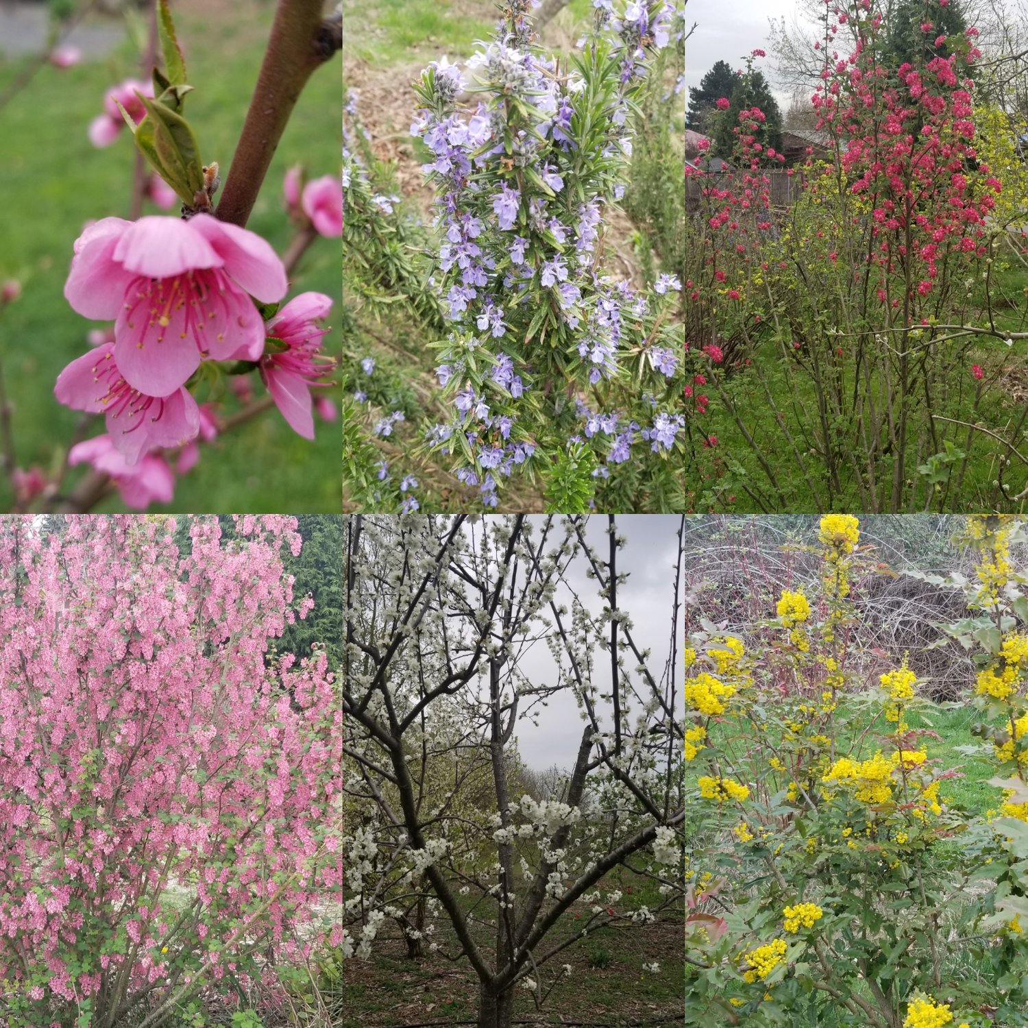 april+flower+collage.jpg