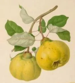 Quince is here! Membrillo Recipe