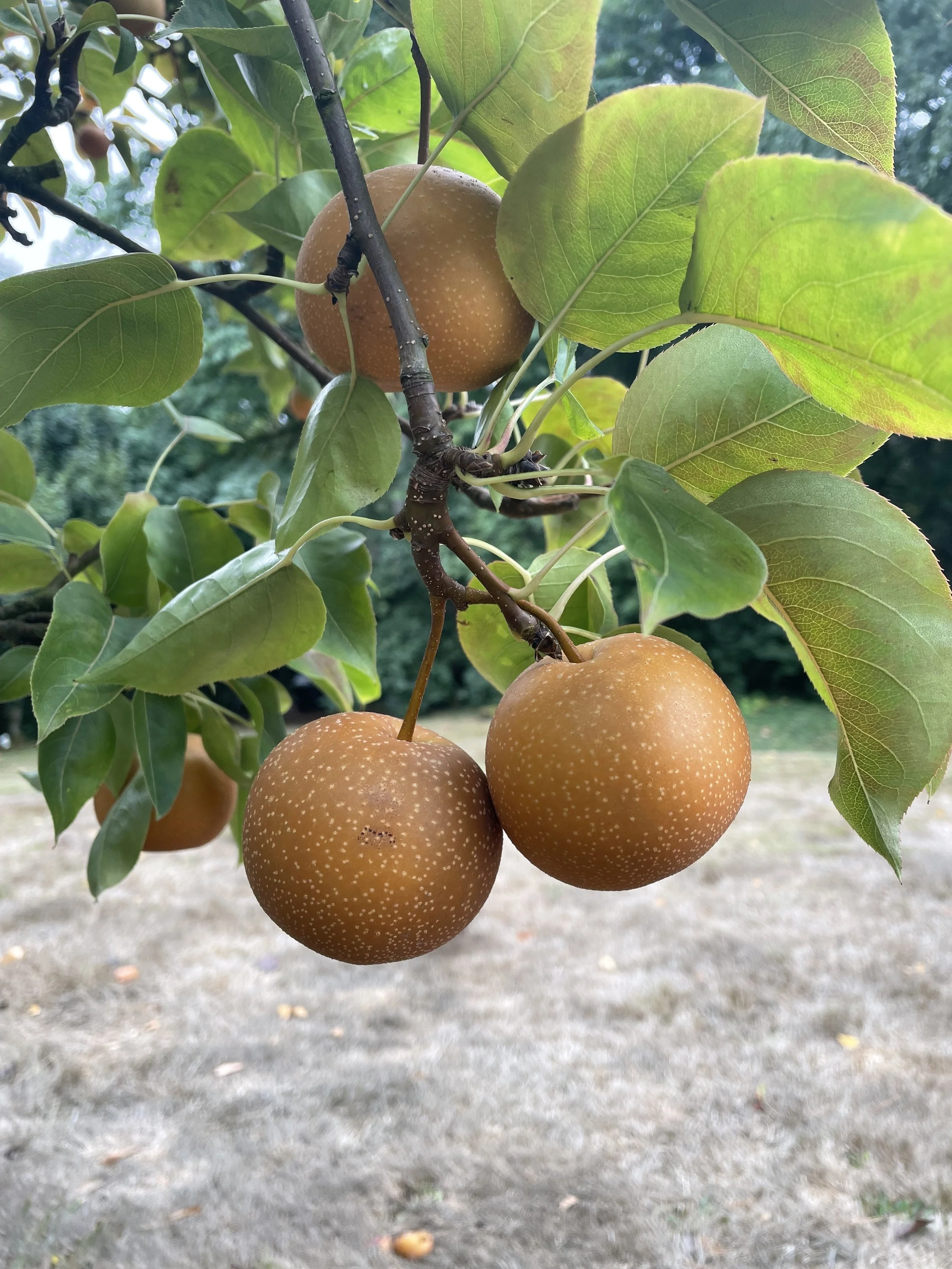 East Portland Fruit Rescue project