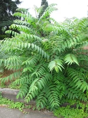 The dreaded "Tree of Heaven" can be host to the invasive species, the spotted lanternfly. Help map these highly invasive trees.