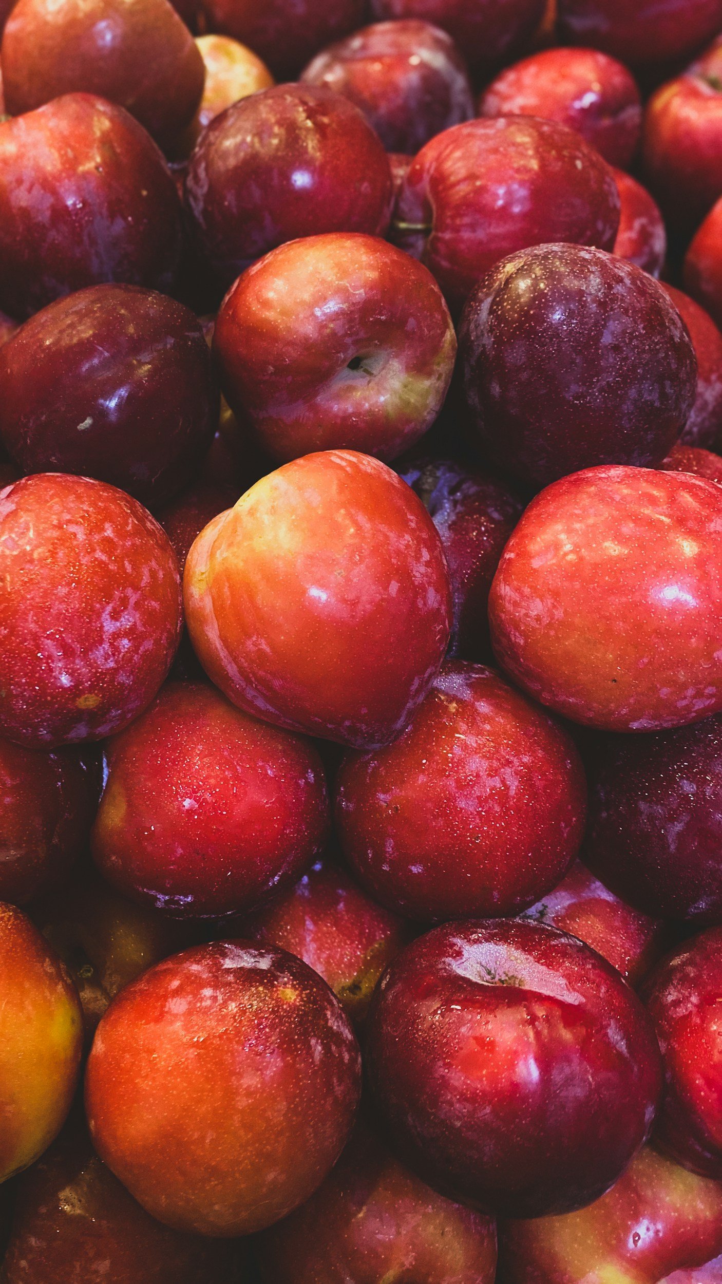 Early Plums Are Ripe!