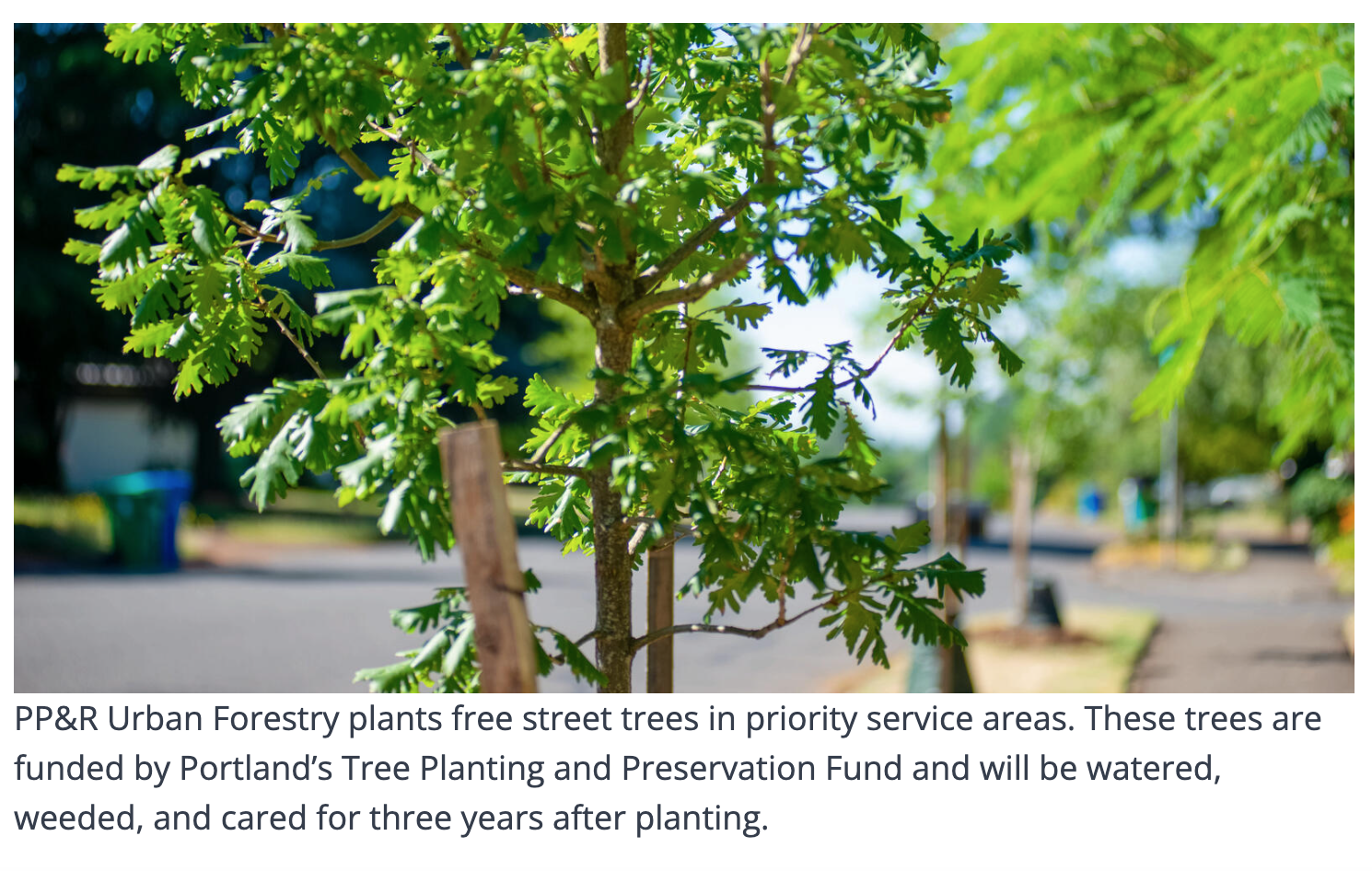 Current info (Summer 2024) on How to Get Free Shade Trees Planted in Portland