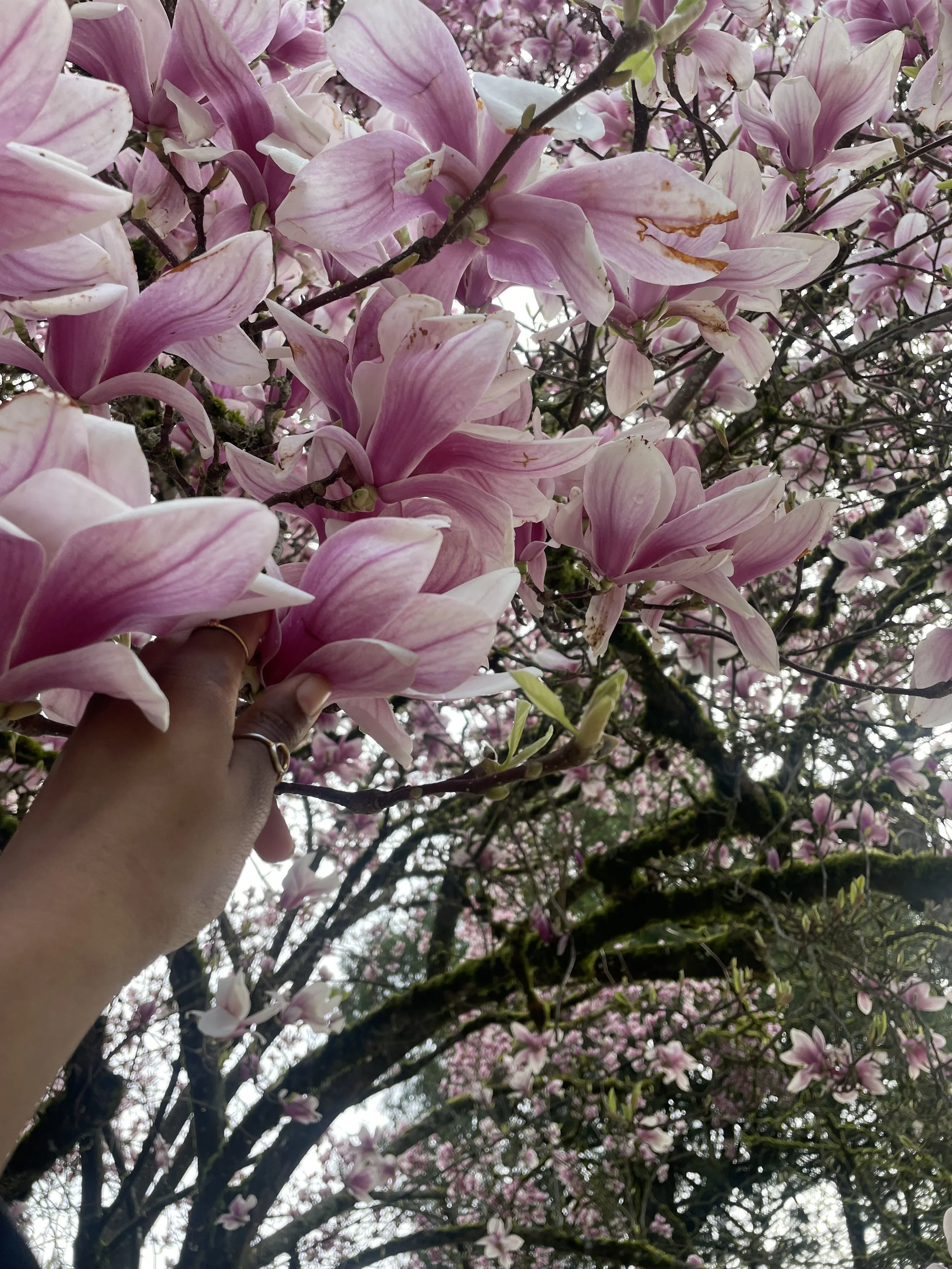 Spring Foraging: Eats Right in Your Backyard