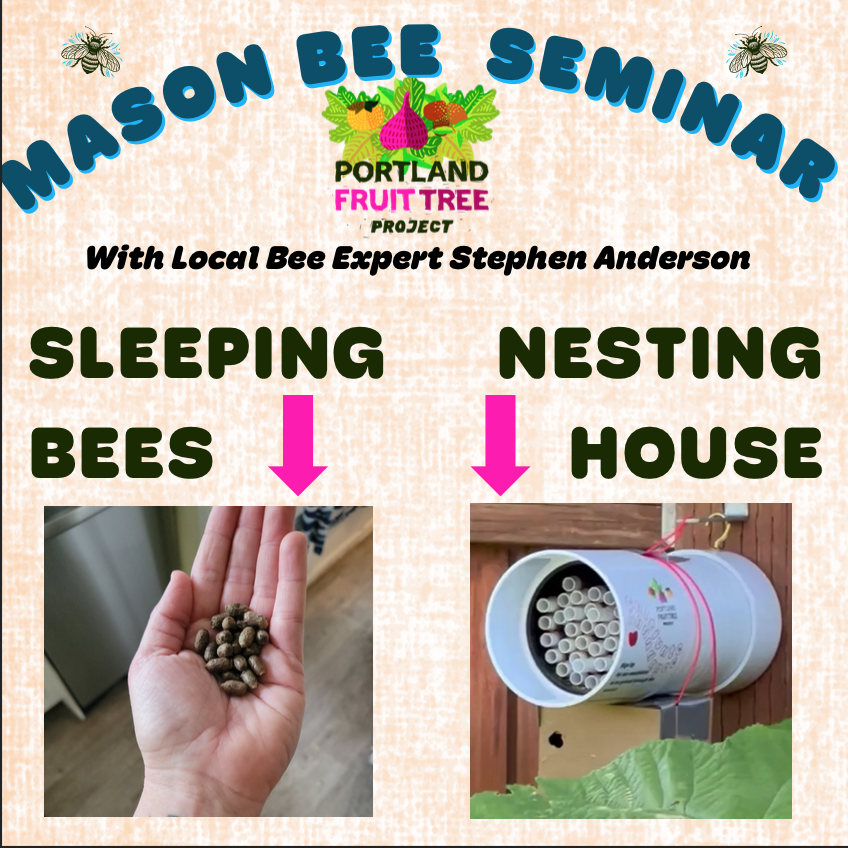 The Life of Mason Bees: Get a Bee House and Learn how to host!