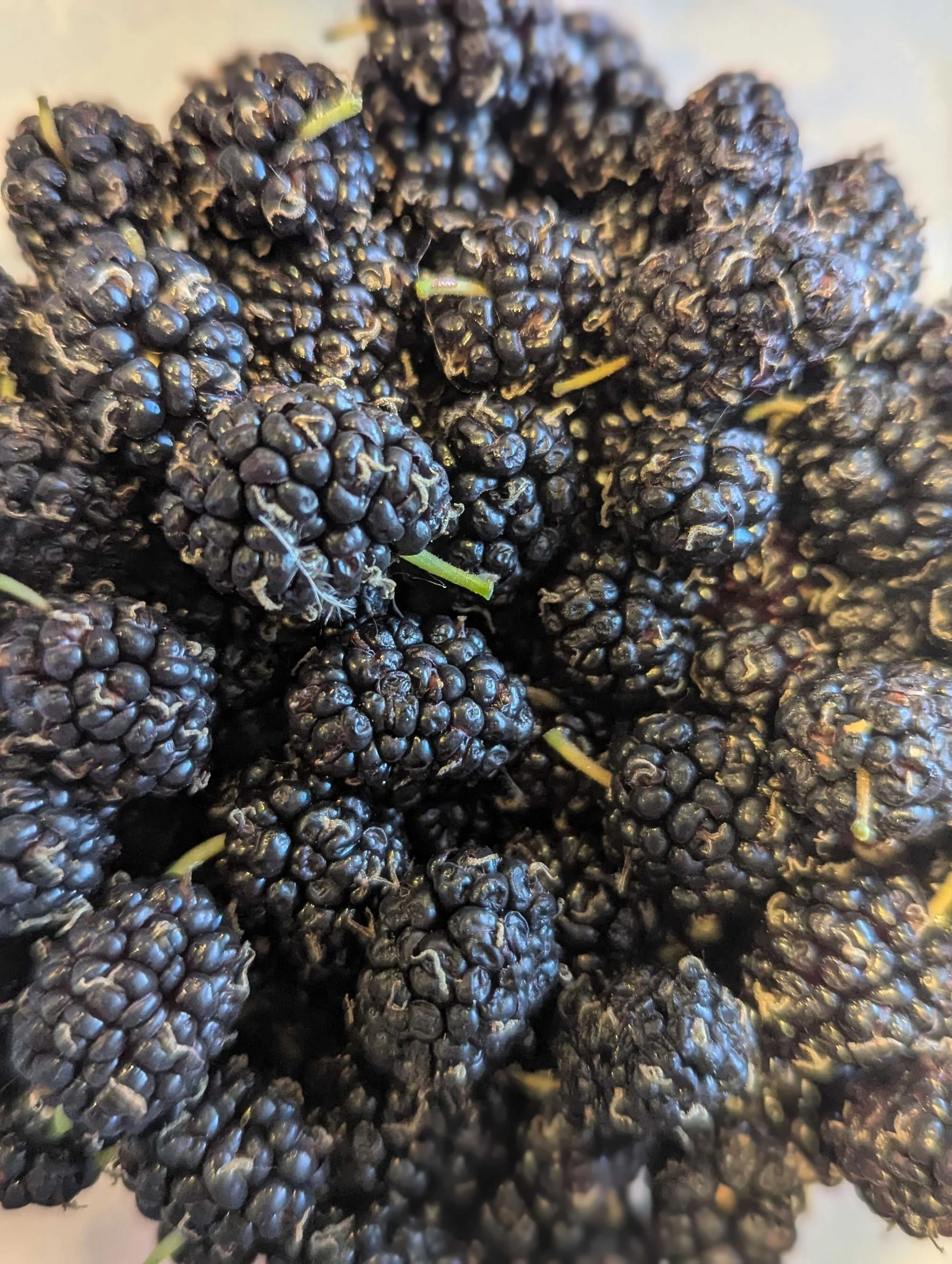 These Berries Grow on Trees! Mulberries!