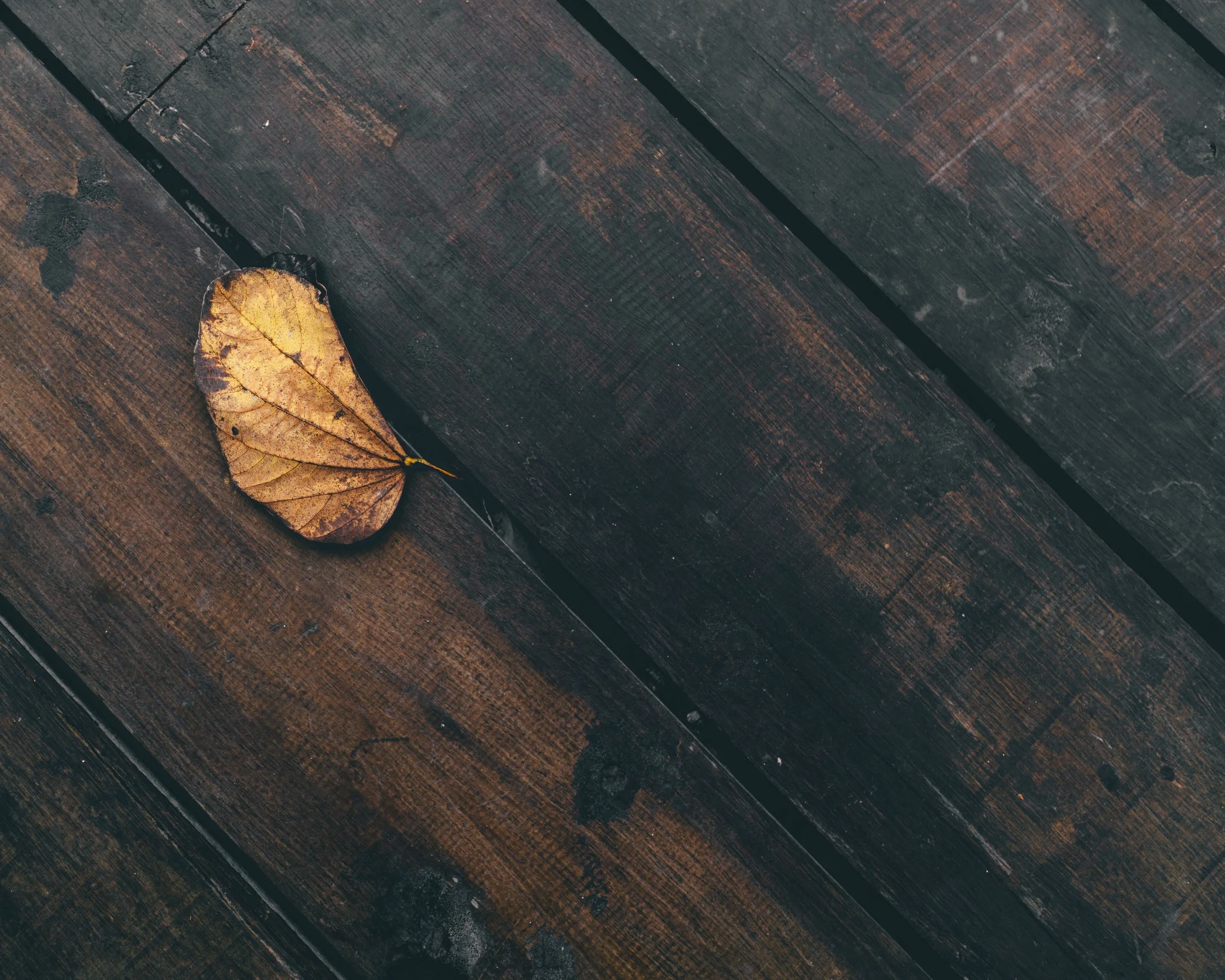 Link to Fall Winter 2019 Collection Page