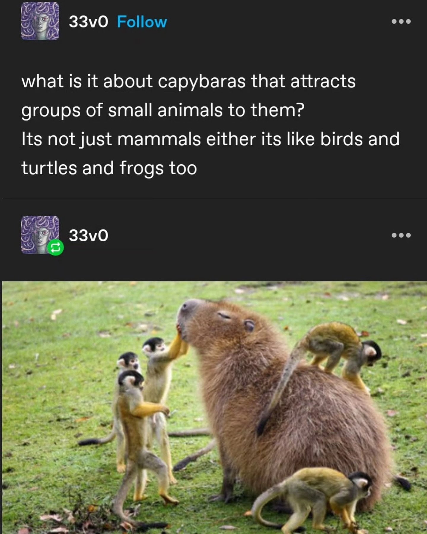 This is not our first post about capybaras and it will not be our last!! 
#capybaraemojineeded 
#capybaras #capybaralove #interspeciesfriendship #animalfacts