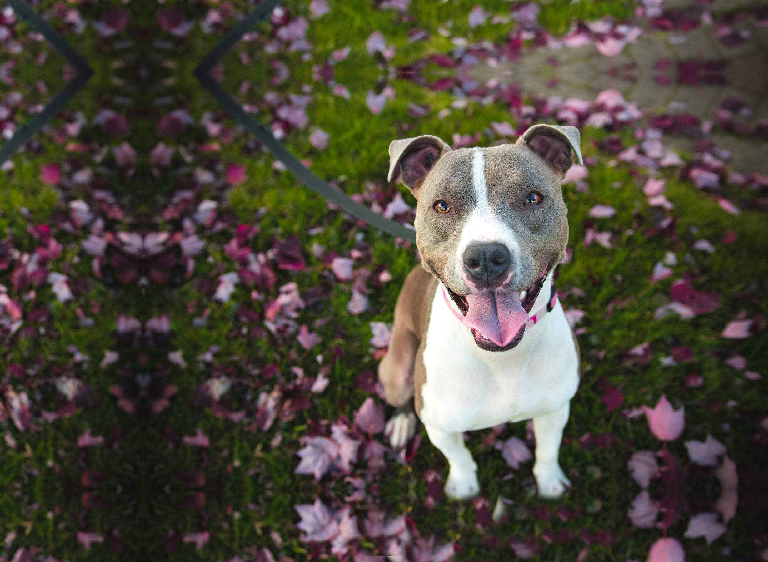 pit-bull-training-high-drive-longmont-colorado.jpg