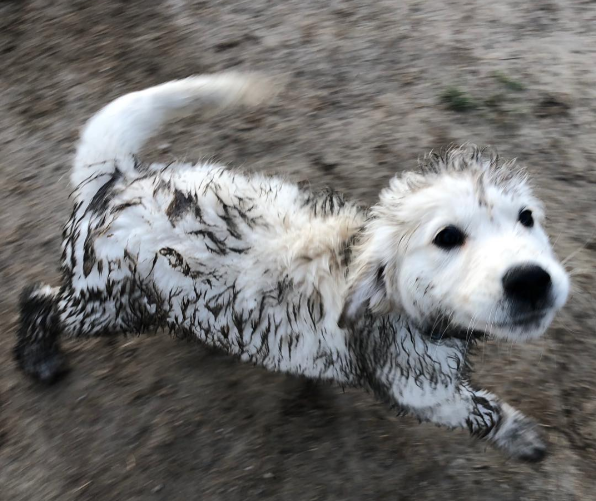 If you need a bath, you *know* you had fun! ( Queso really, really enjoyed his first play group with High Drive 😂)