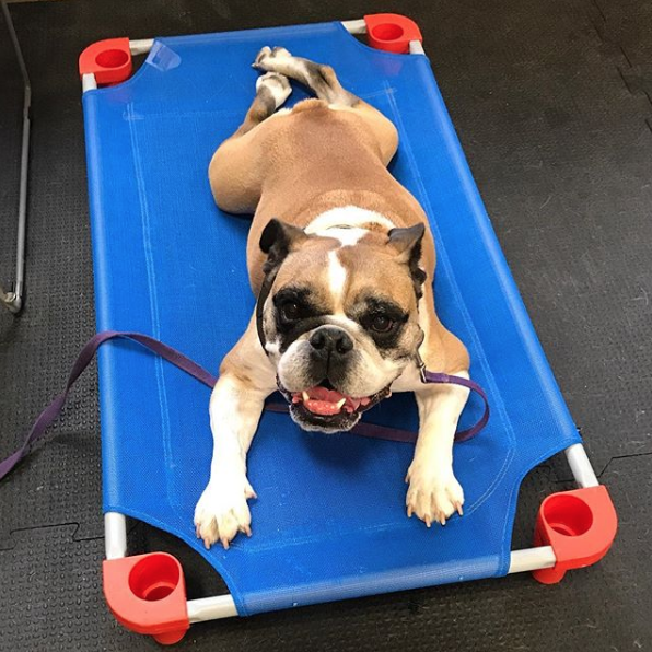 Meatloaf , showing off his amazing place skills in class ❤️