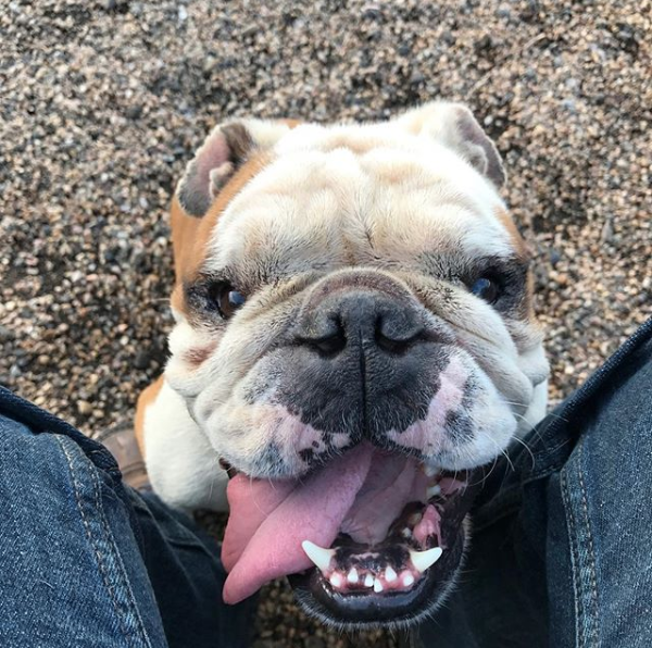 Rocco - all smiles.