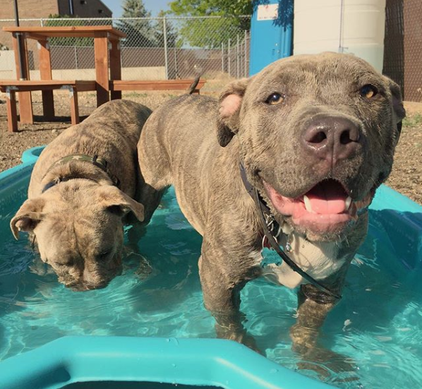 Happy Friday! Here's Maggie & Gus enjoying our new bone shaped pool. Gus says it's perfect for practicing his snorkeling!
