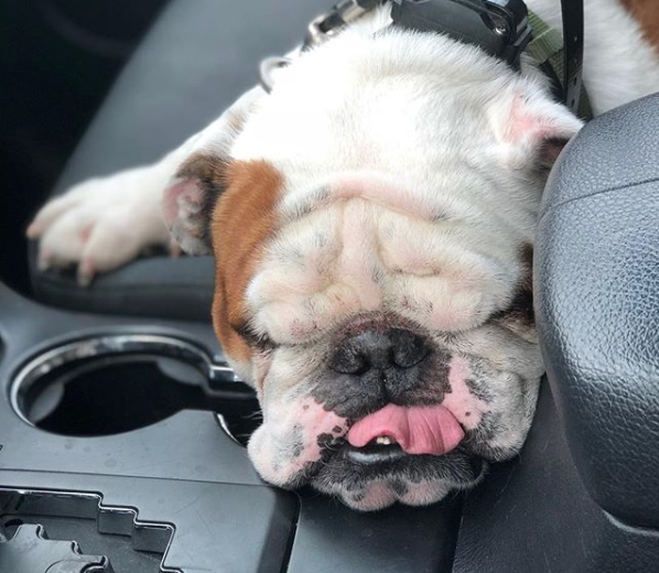 Rocco, worn out after daycare with High Drive