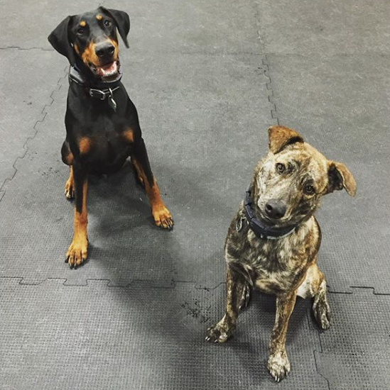 High Drive buddies Chuck and Ruby