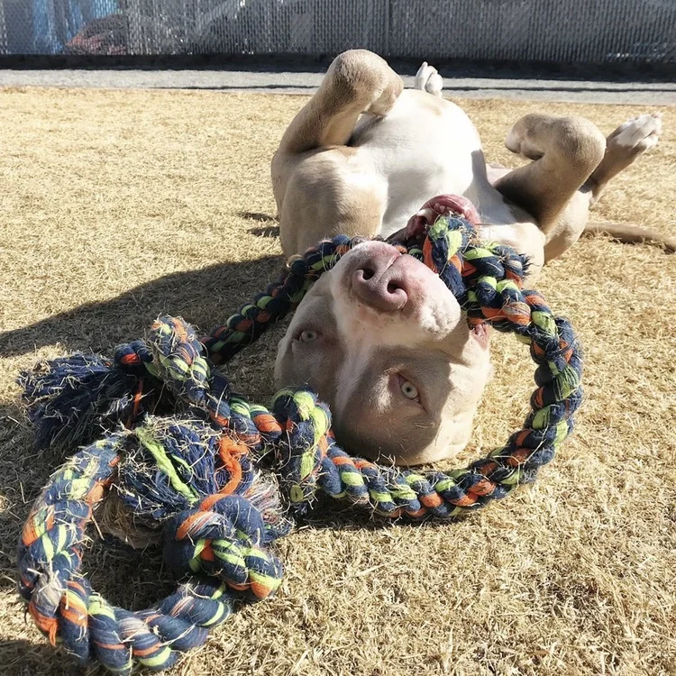 Olive &amp; Petunia Boarding - Laura Moore