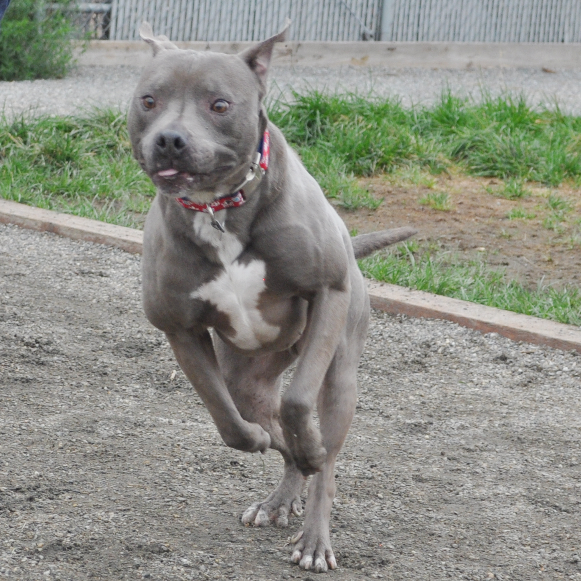 abner-adoptable-dog-high-drive-3.png