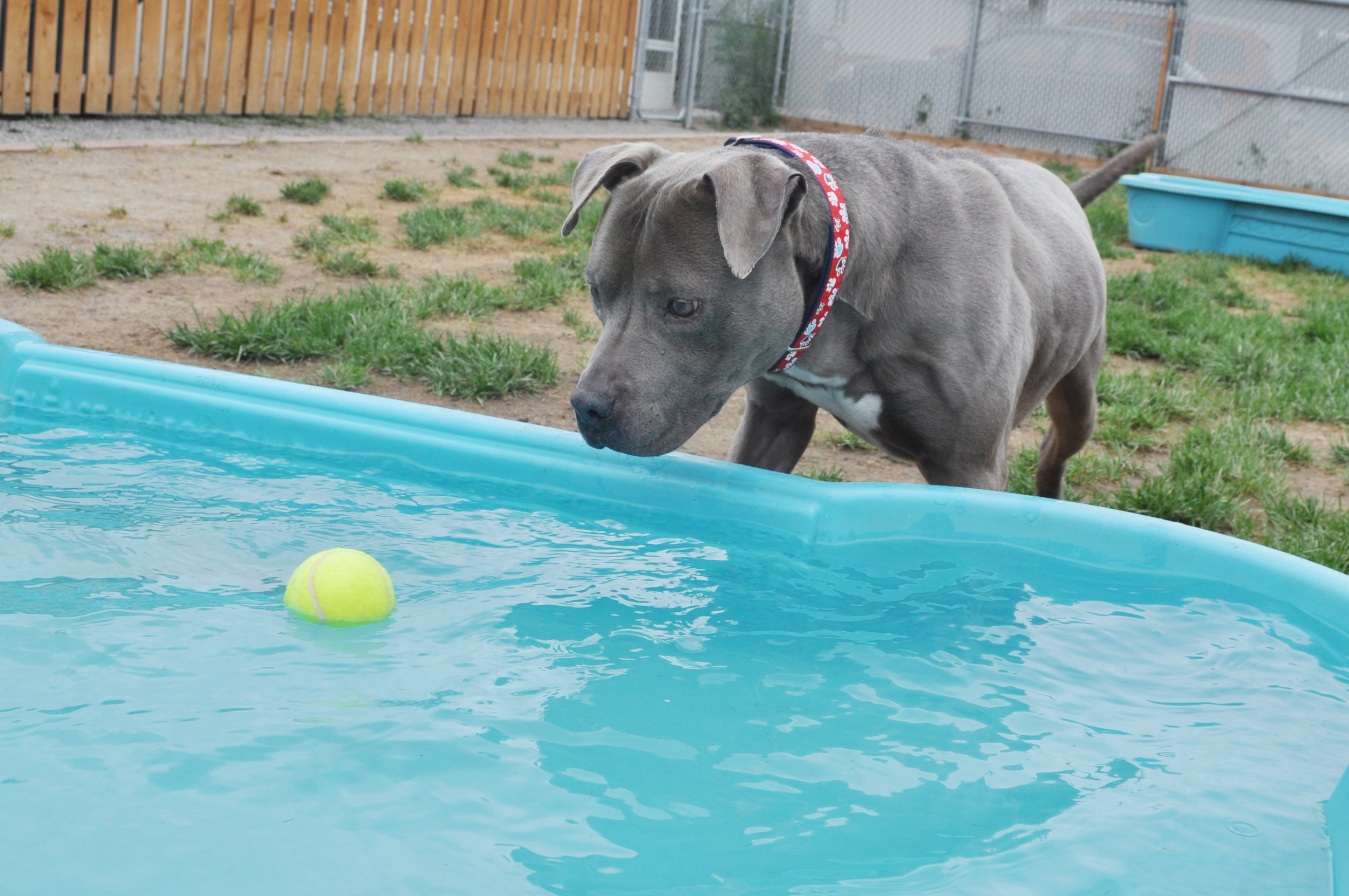 abner-adoptable-dog-high-drive-1.png