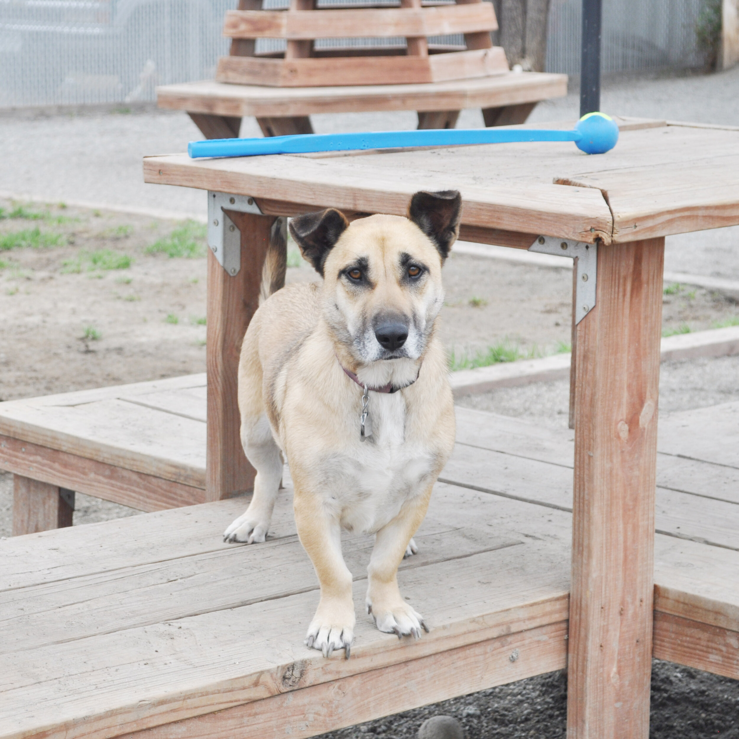 adopt-spice-adoptable-dog-longmont-colorado-2.jpg