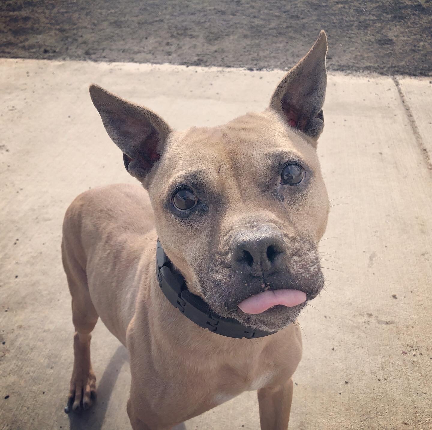 Board &amp; Train Payment for Lori Johnson &amp; Bear